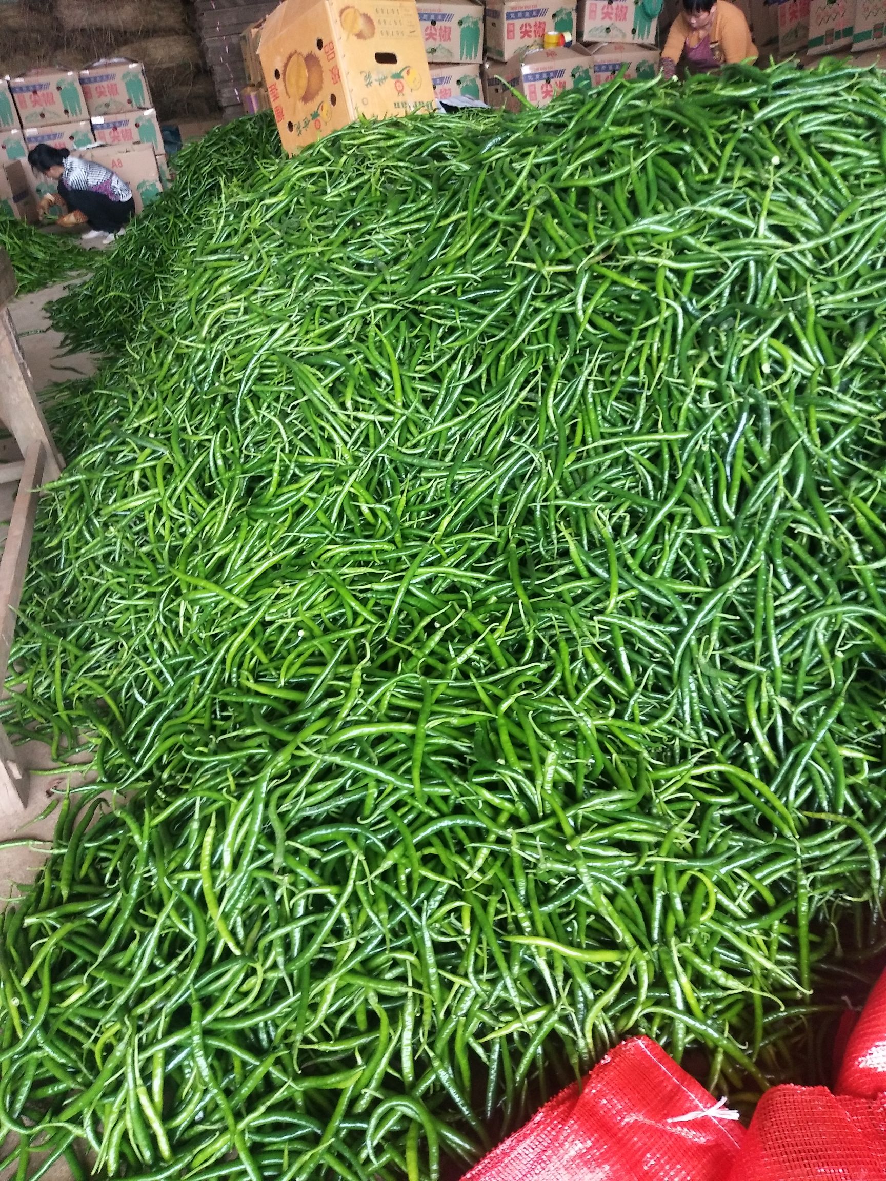 广东湛江凯风辣椒农产品北运配送中心是家专业经营湛江辣椒,尖椒,线
