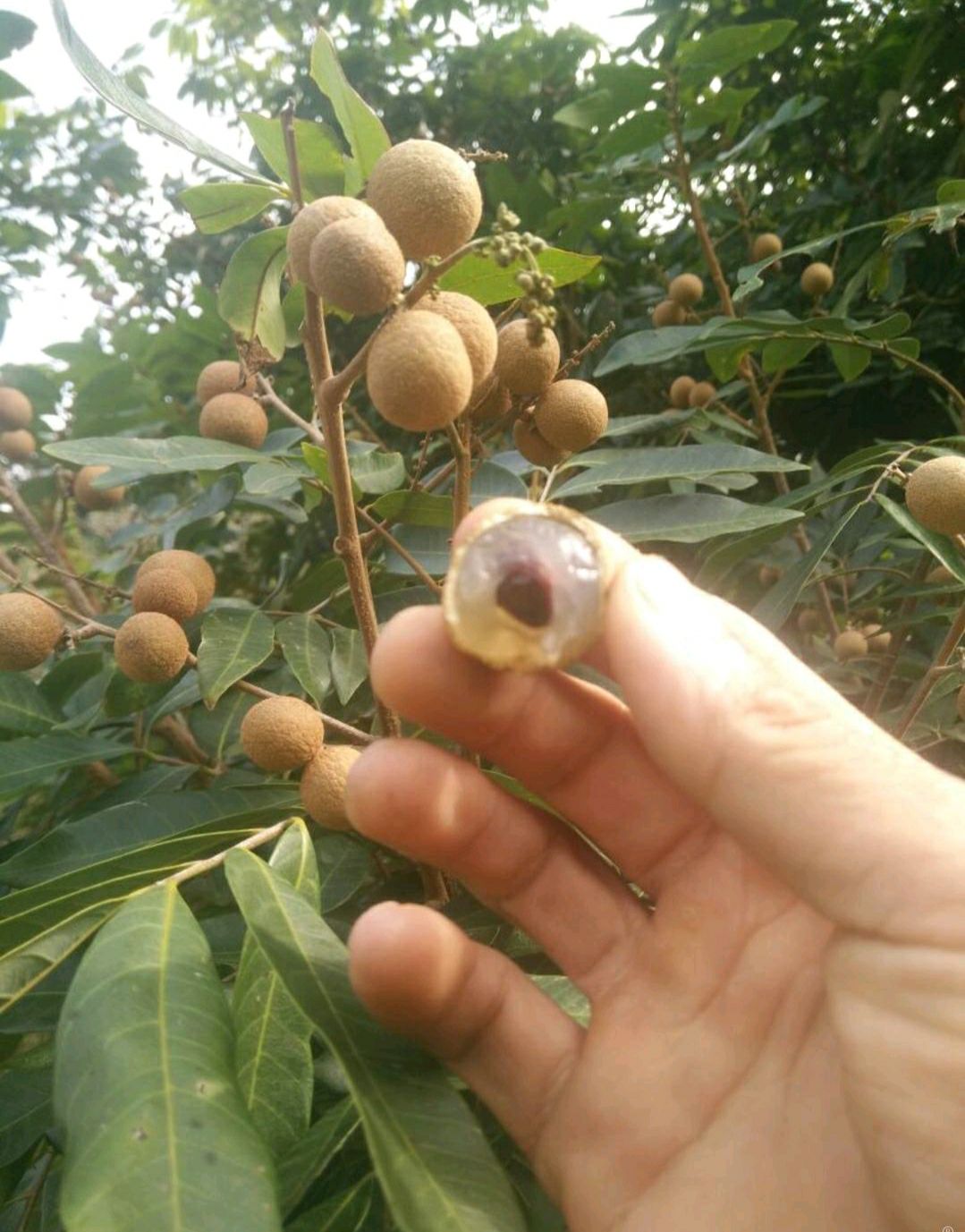 可以提供:产地代办,协助找车,基地直供,支持快递