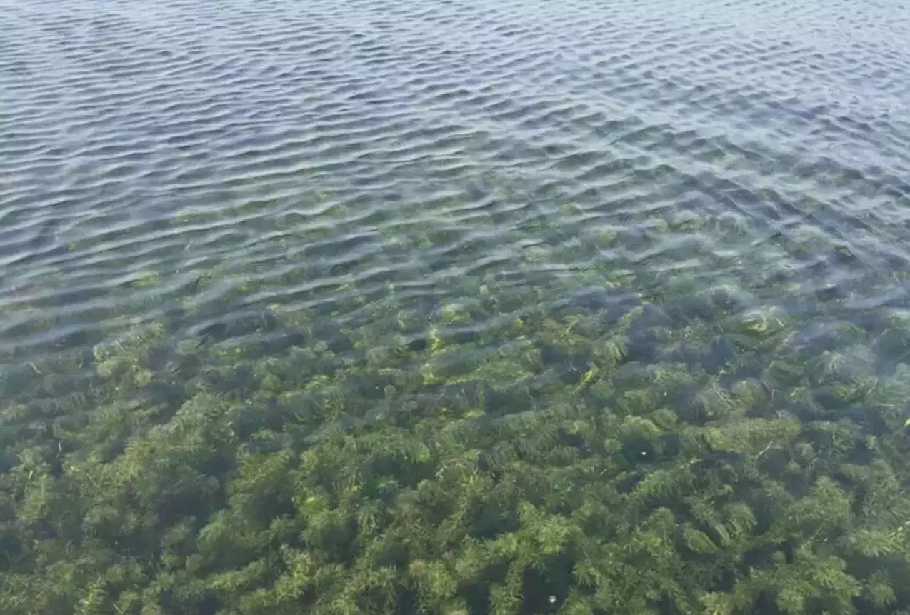 轮叶黑藻 草芽,灯笼泡草芽,节节草草芽