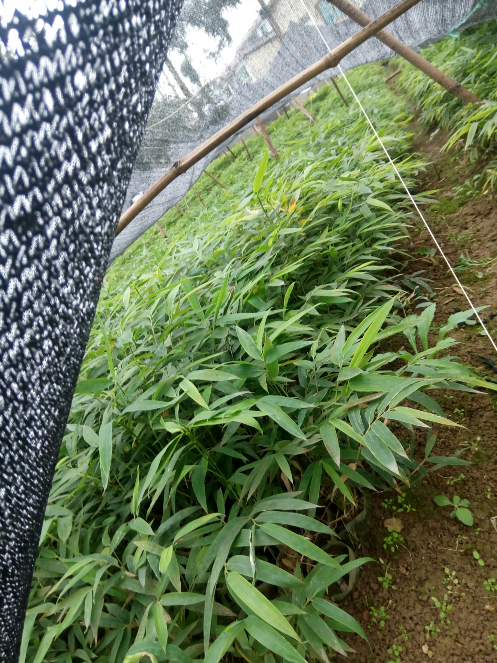 四川方竹 金佛山方竹苗