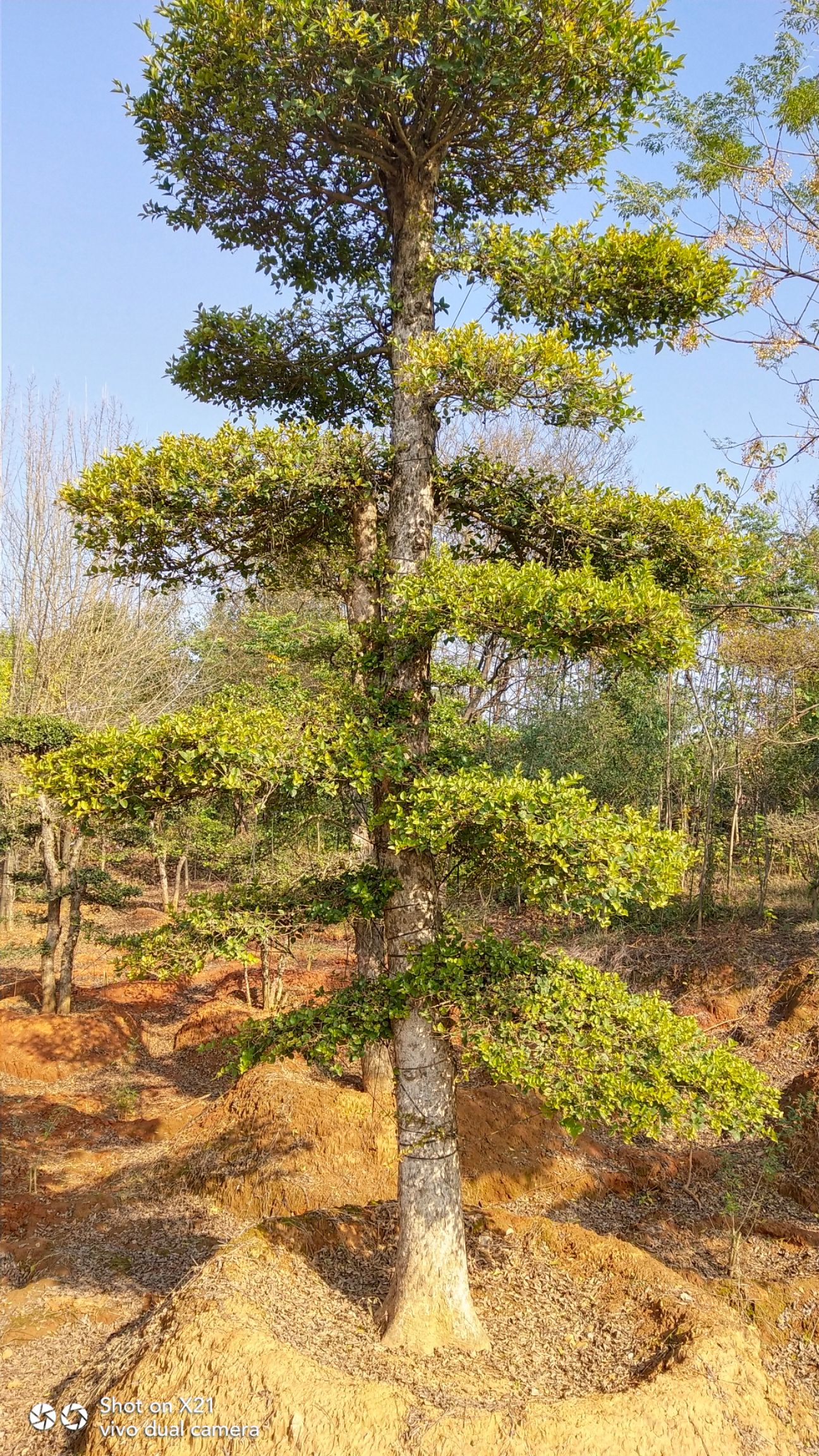 [小叶白蜡树批发] 白蜡树造型,树型好,成活率高,大量