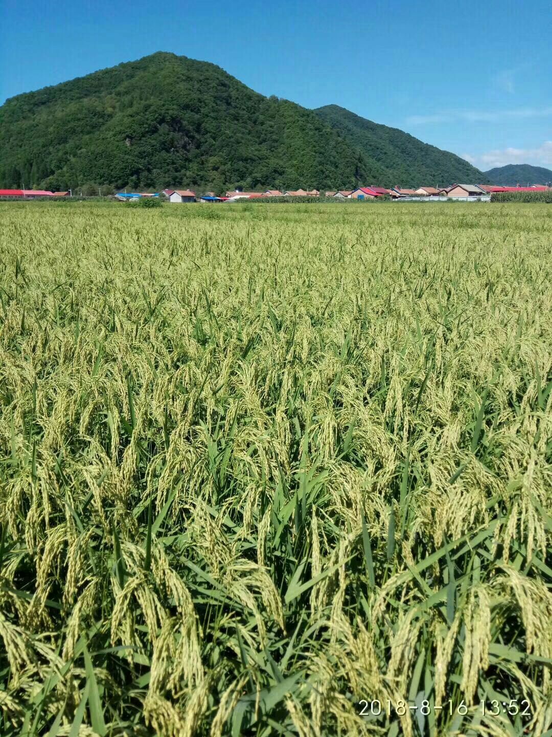 五常稻花香二号稻谷 晚稻