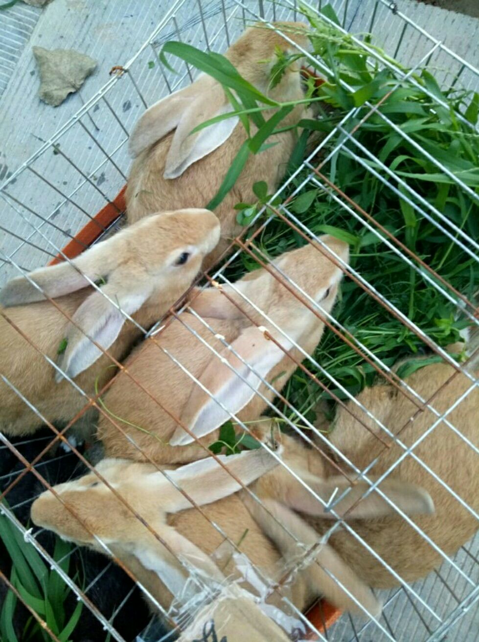 虎皮黄兔 1-3斤