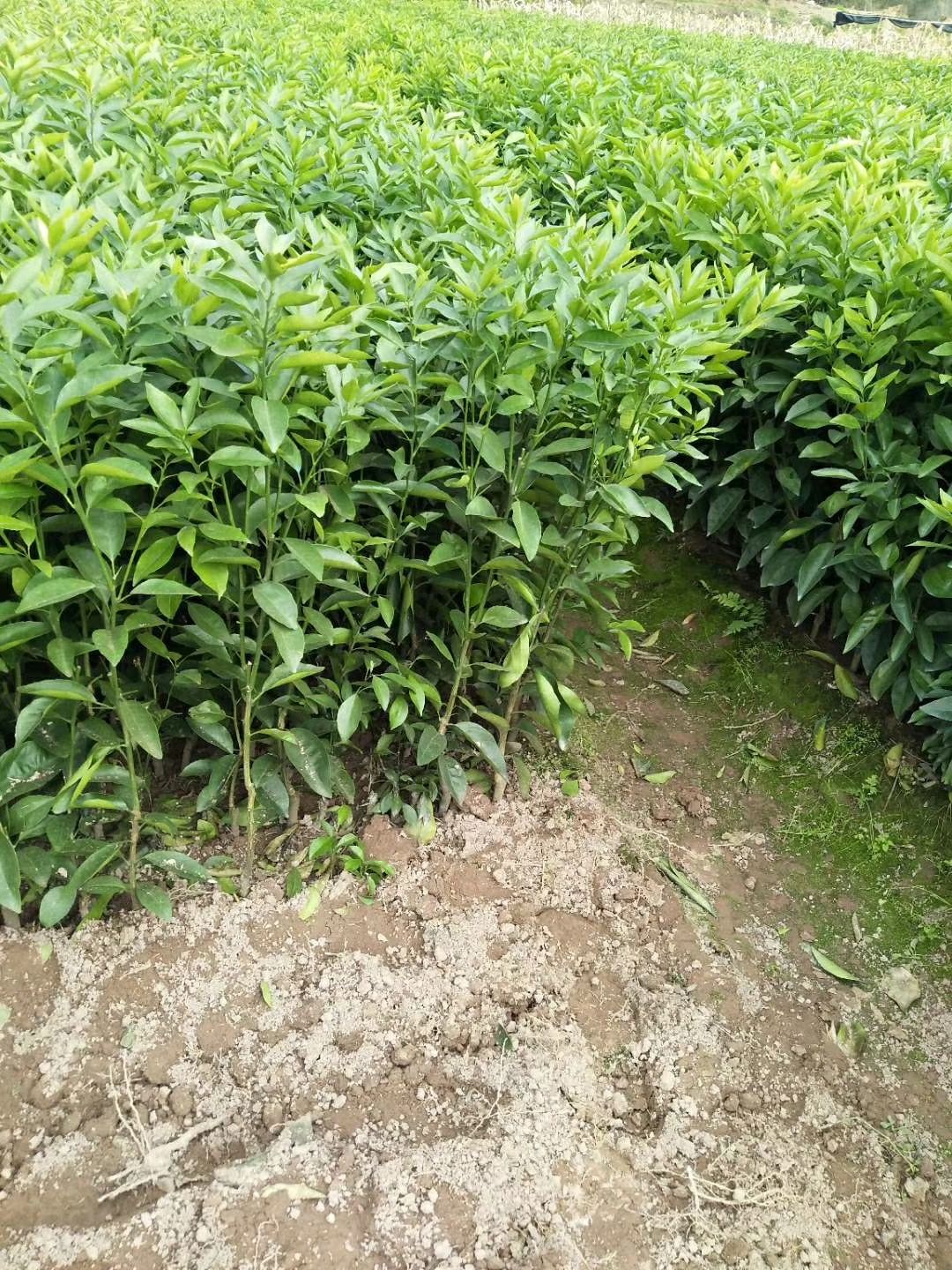 广西沃柑苗桔子苗091无核沃柑苗