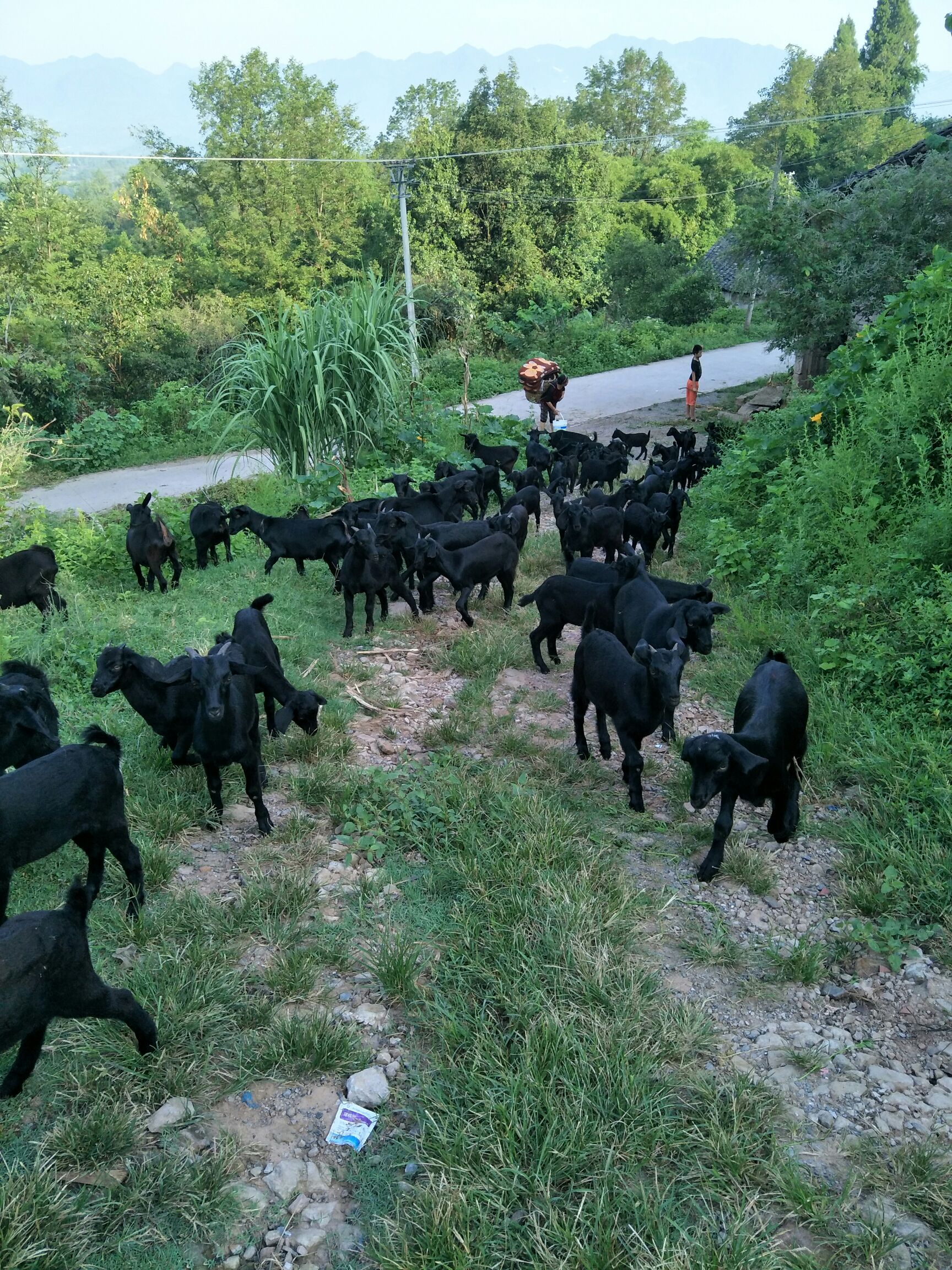 黑山羊肉 生肉