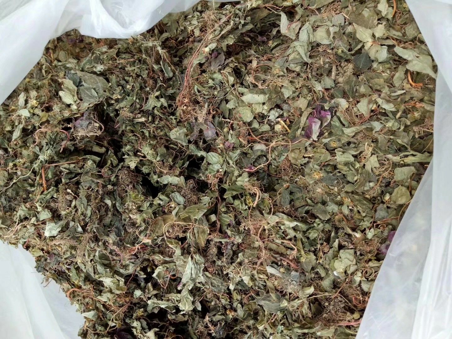 其它全草类 风骨草