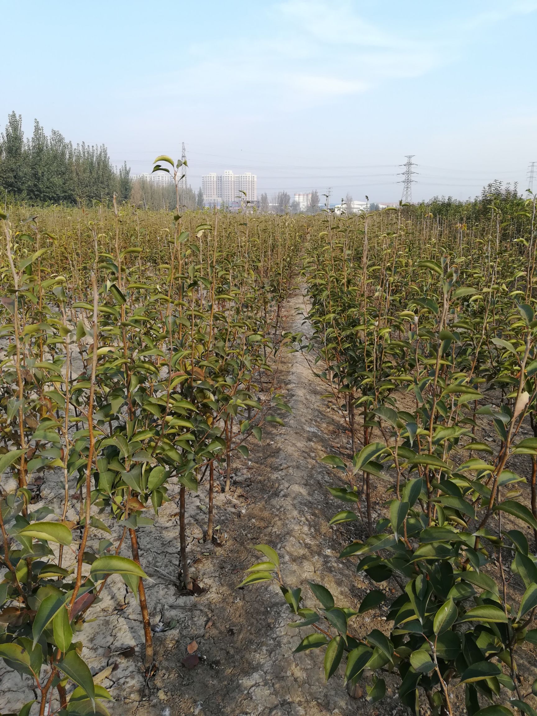 红南果梨树苗适合南北方栽植的品种口感香甜市场价格稳定