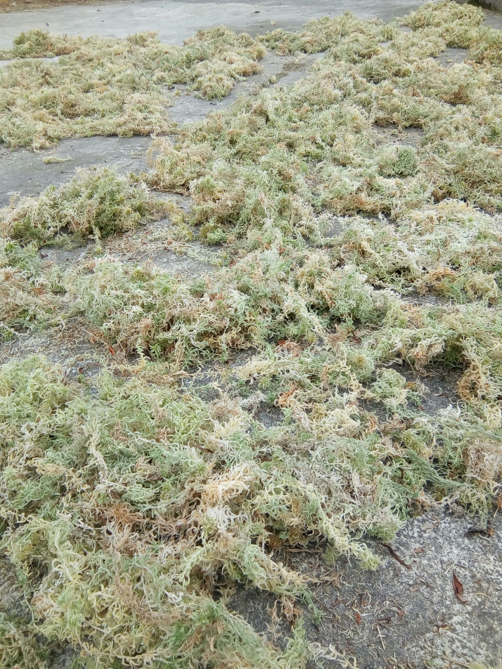 水苔苔藓 5~10cm