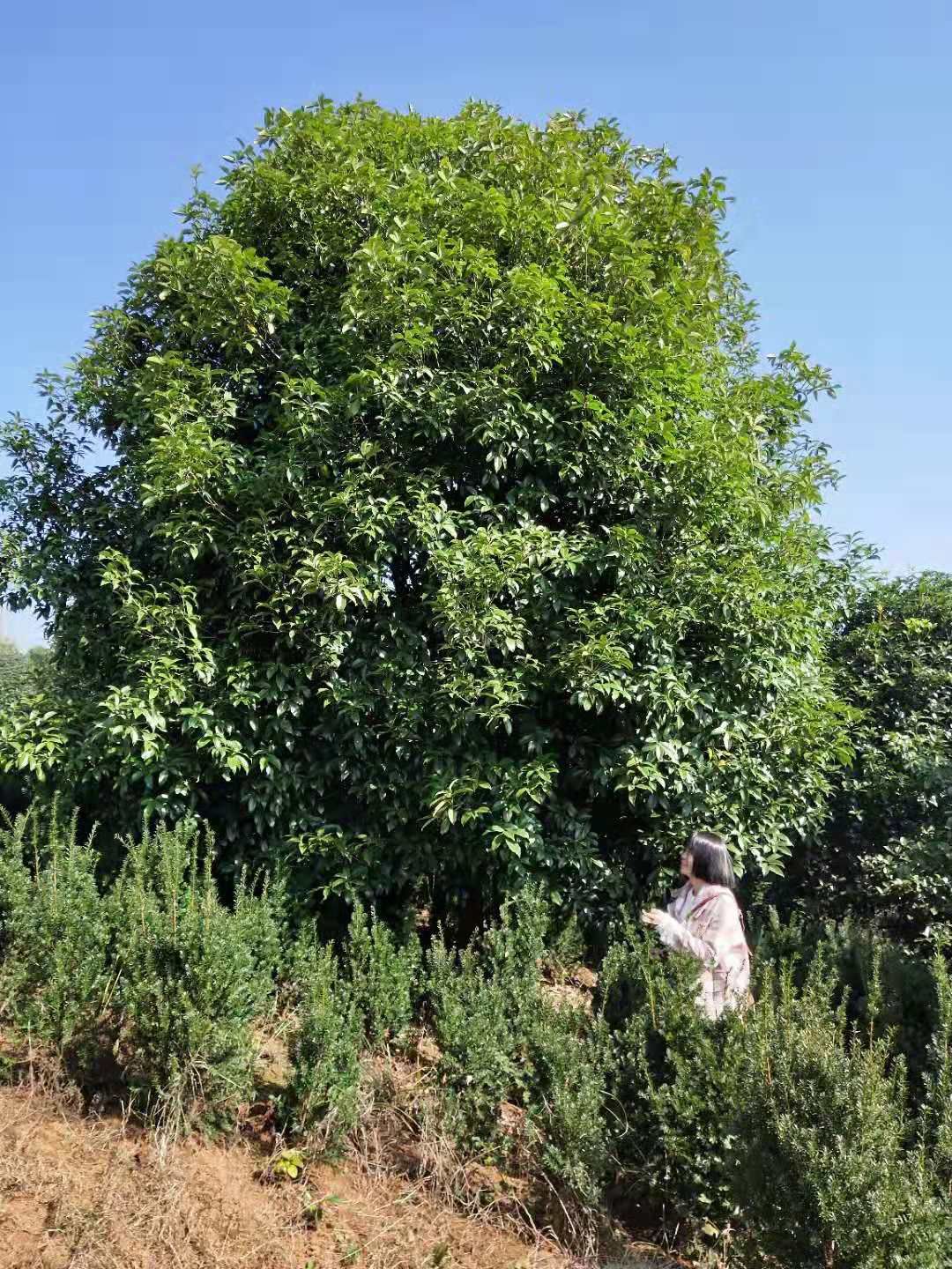 湖南20公分以上桂花树