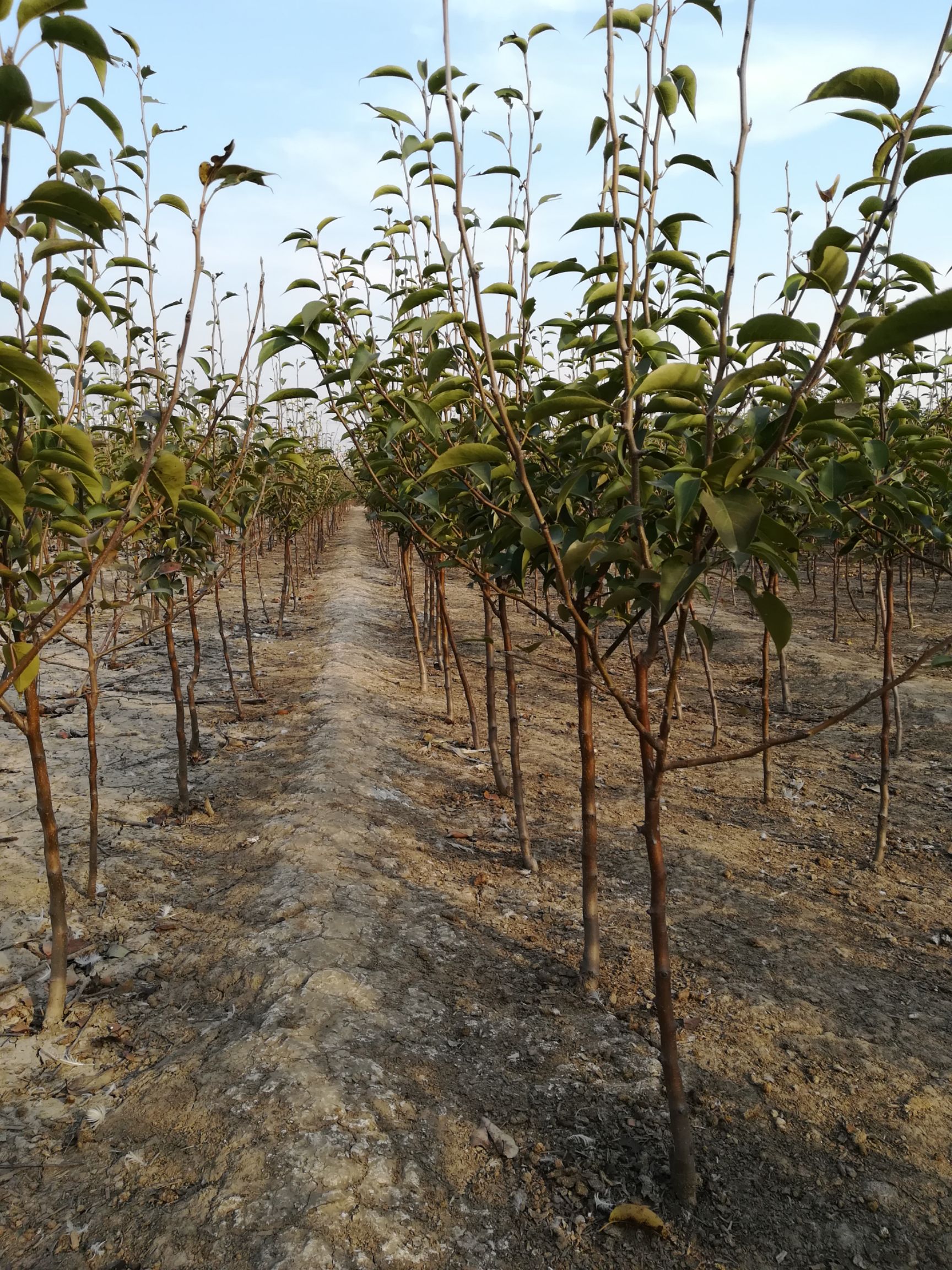 红南果梨树苗适合南北方栽植的品种口感香甜市场价格稳定