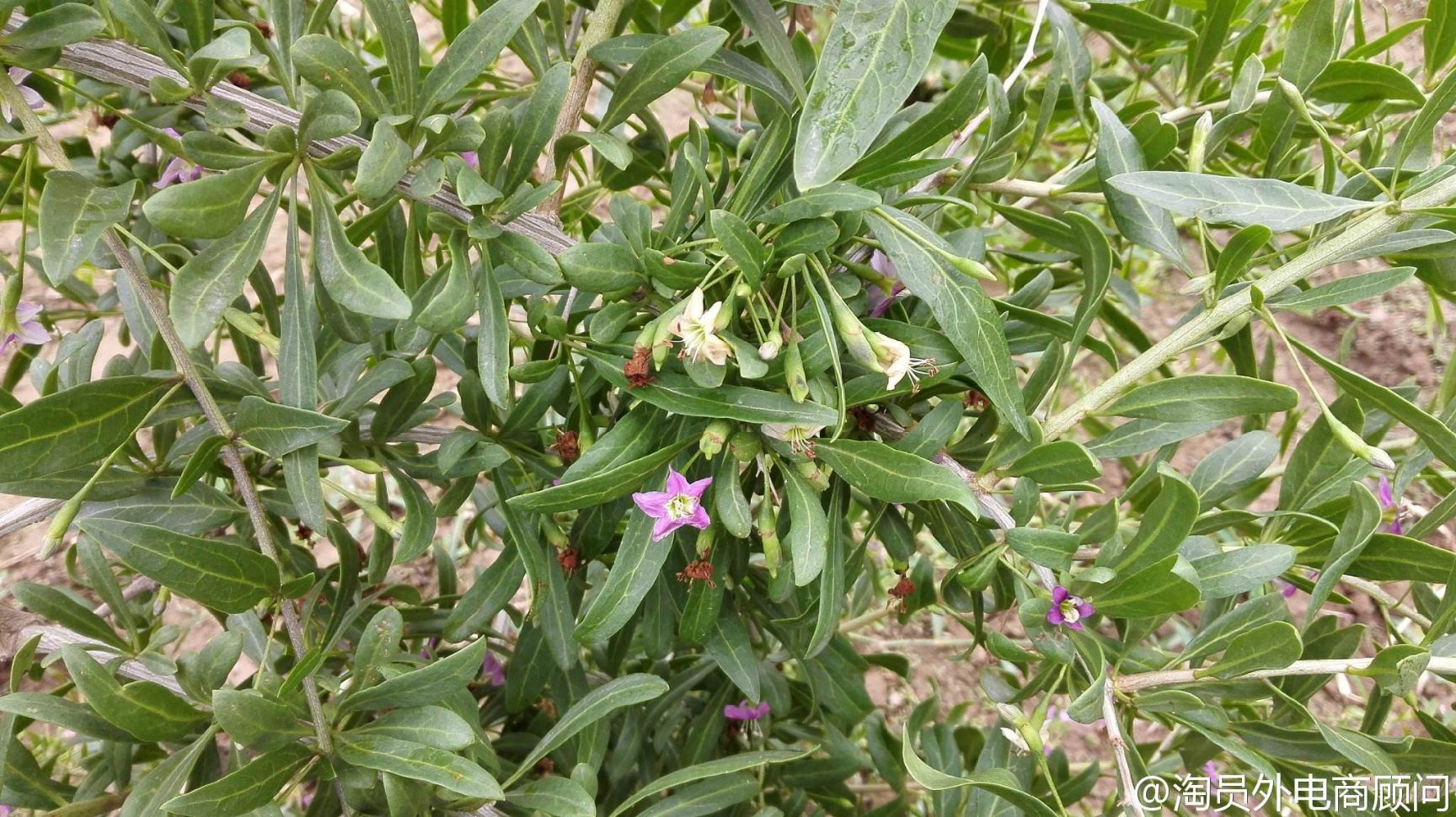 红枸杞苗