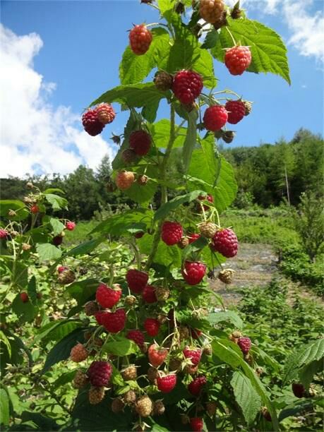 红树莓苗 当年挂果包品种红黑黄树莓