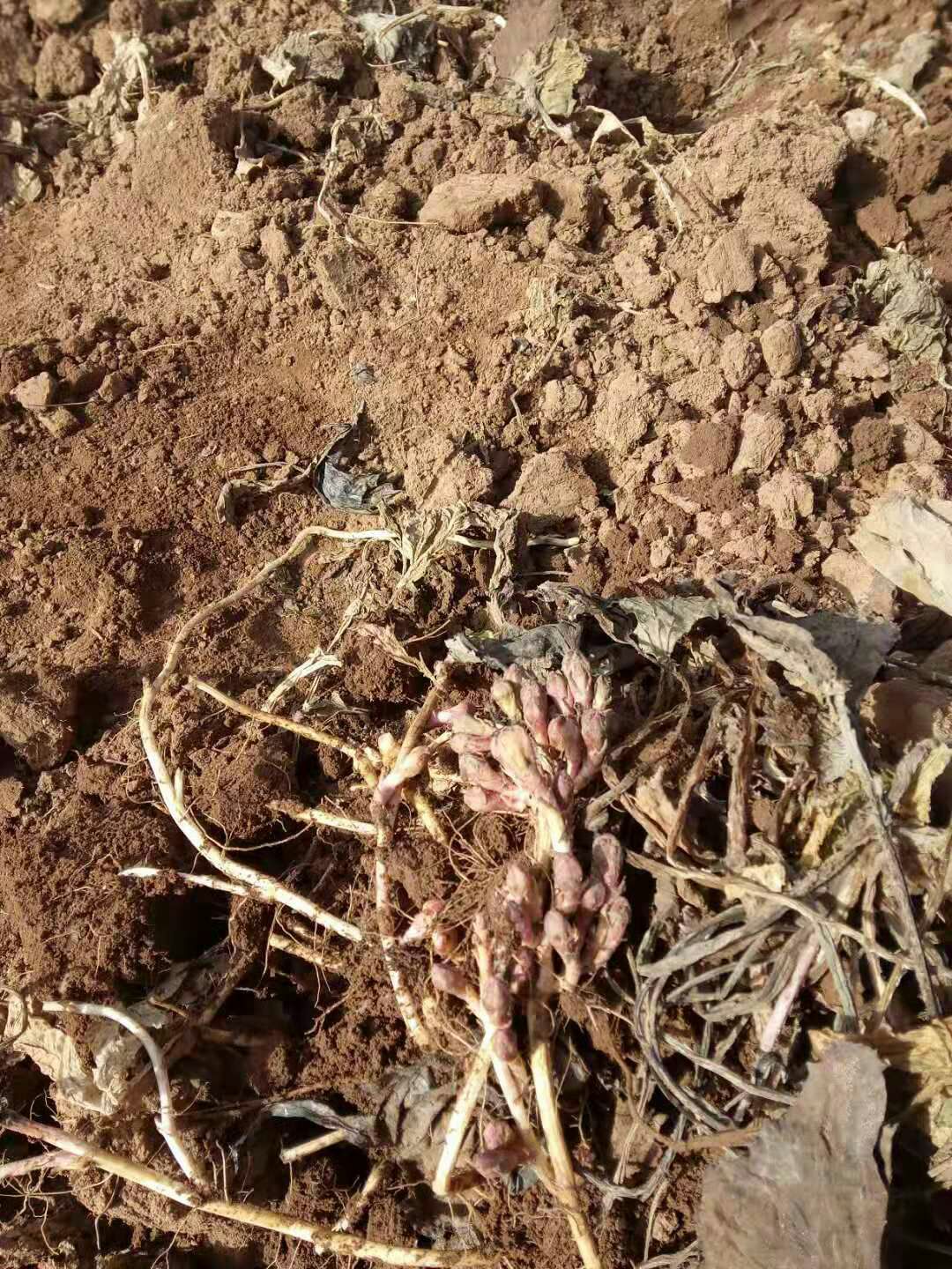 种植企业           联系商家        商家还在供应 款冬花产地行情