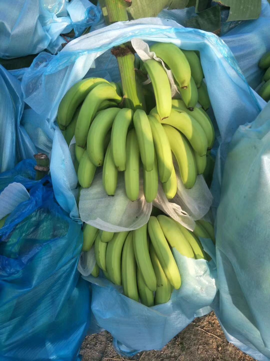 威廉斯香蕉 七成熟  1.50 元/斤