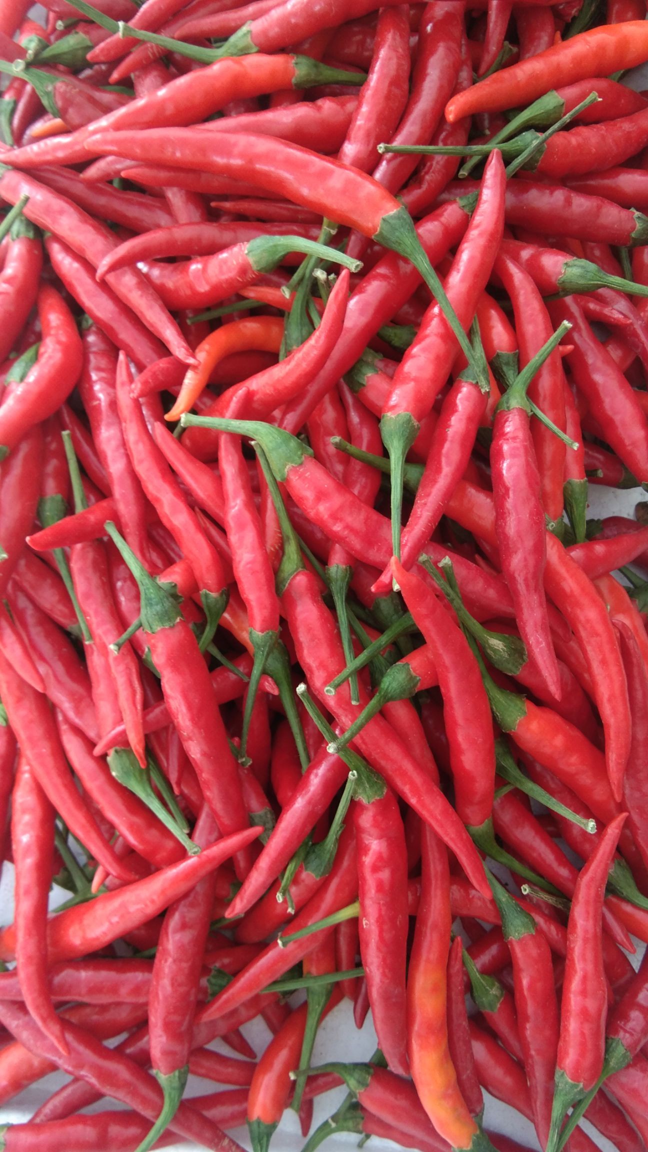 海南5~10cm小米椒