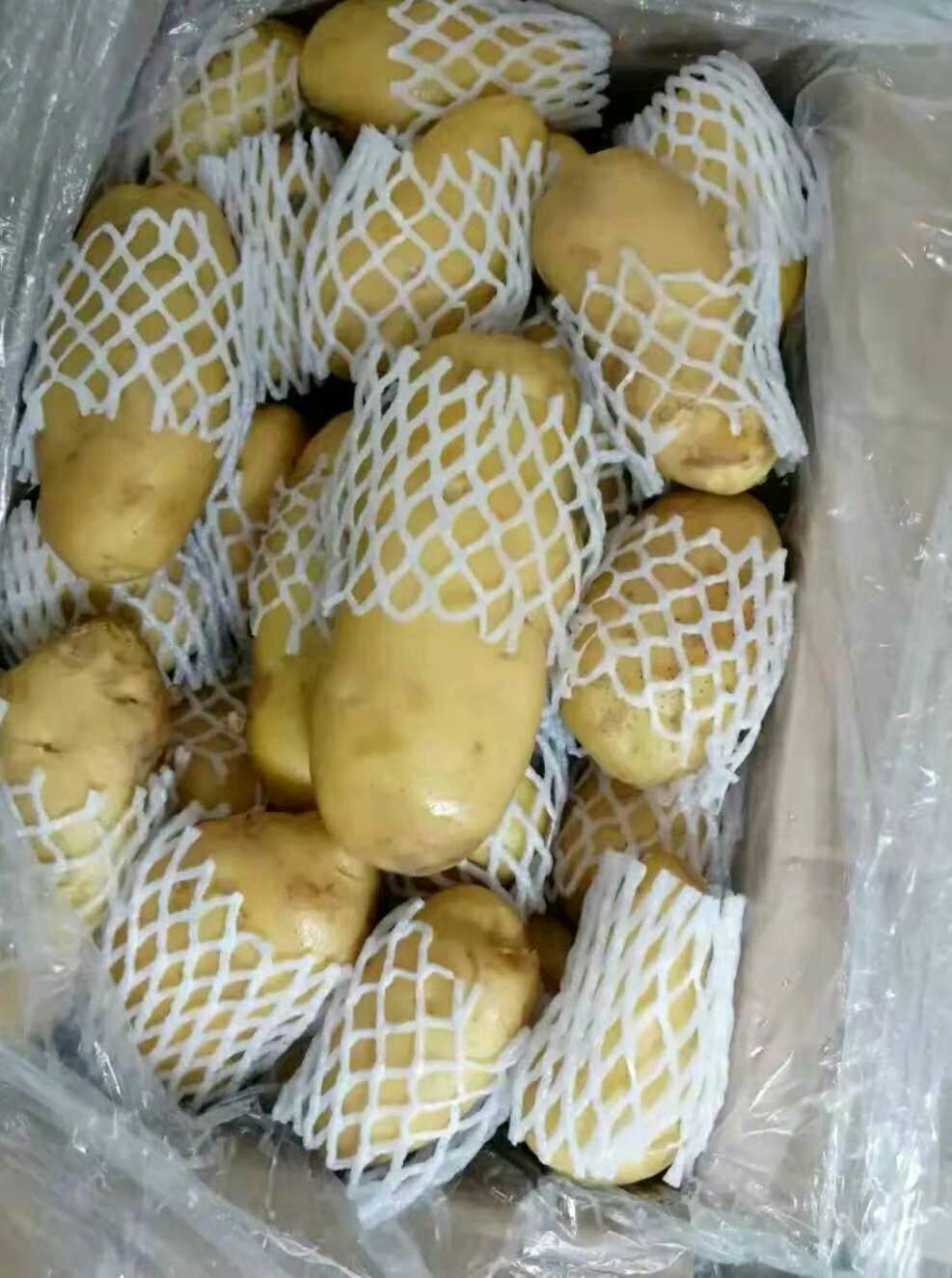 冷库荷兰十五土豆大量出库土豆批发价格