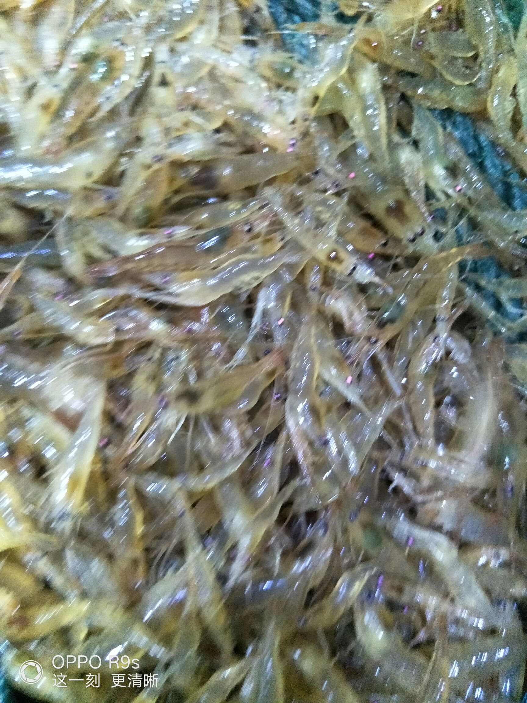 青虾苗