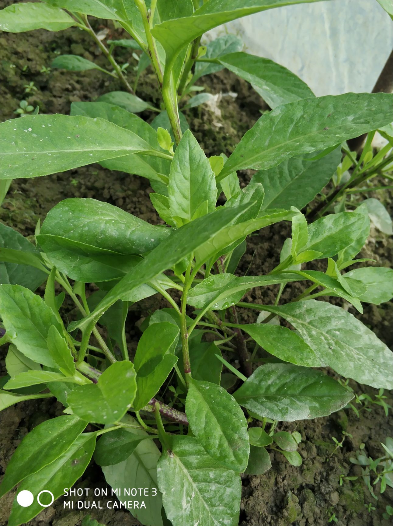 富贵菜苗 正宗明月草苗盆栽降糖草泰国草苗 富贵菜白背菜金鸡毛草