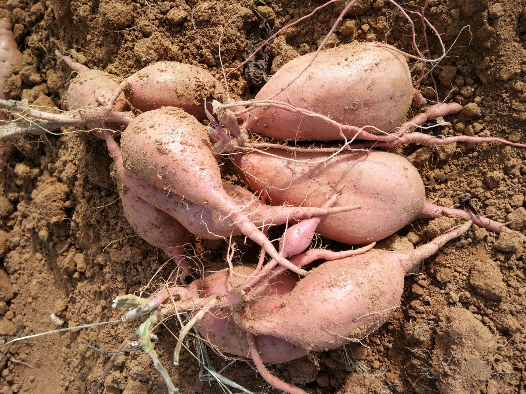 3两~6两广薯87号