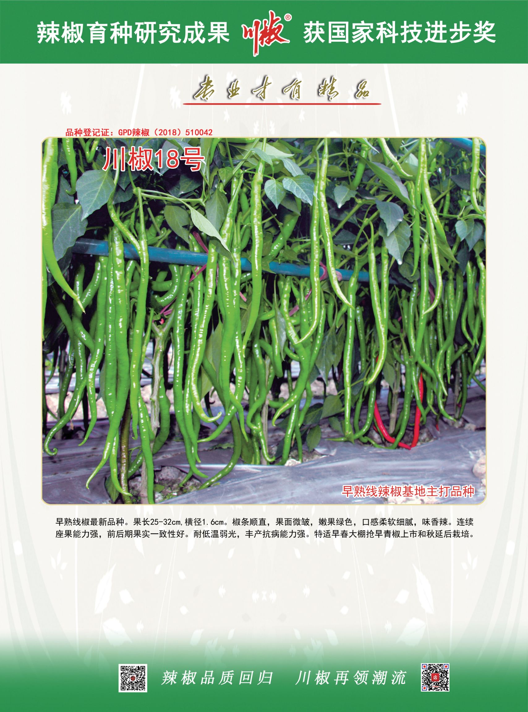 川优18号辣椒种子早熟细线椒嫩果浅绿色西南地区畅销品种