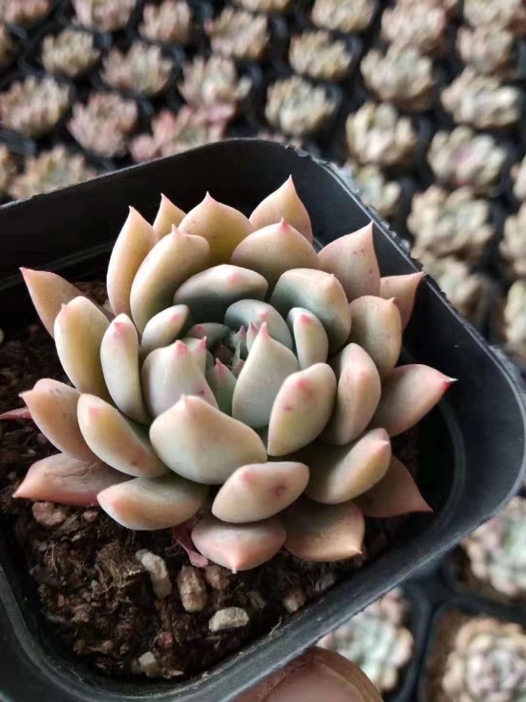 多肉霜花