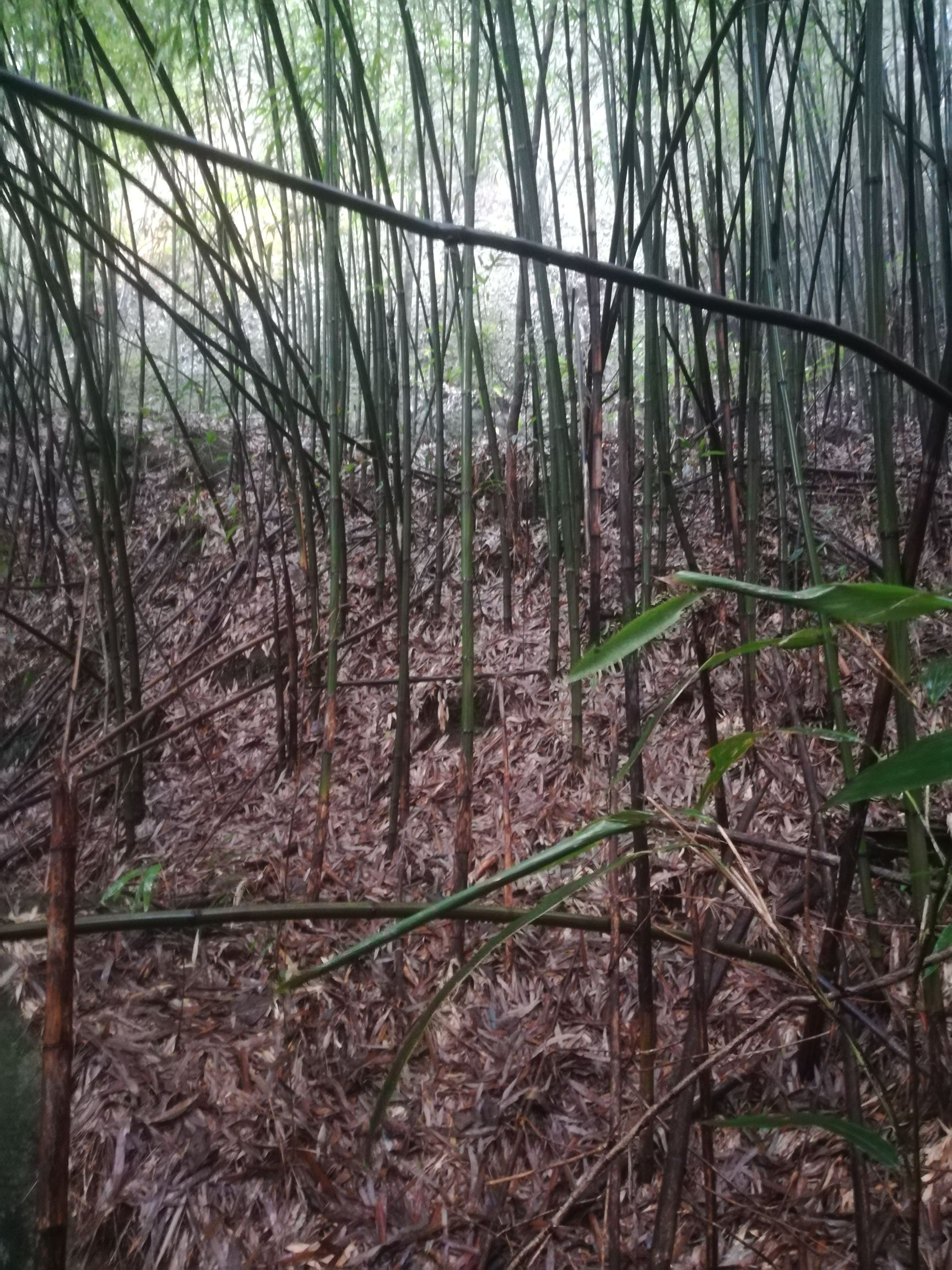 品种名:菜架竹          高山优质苦竹 肉质厚,竹子直 经久