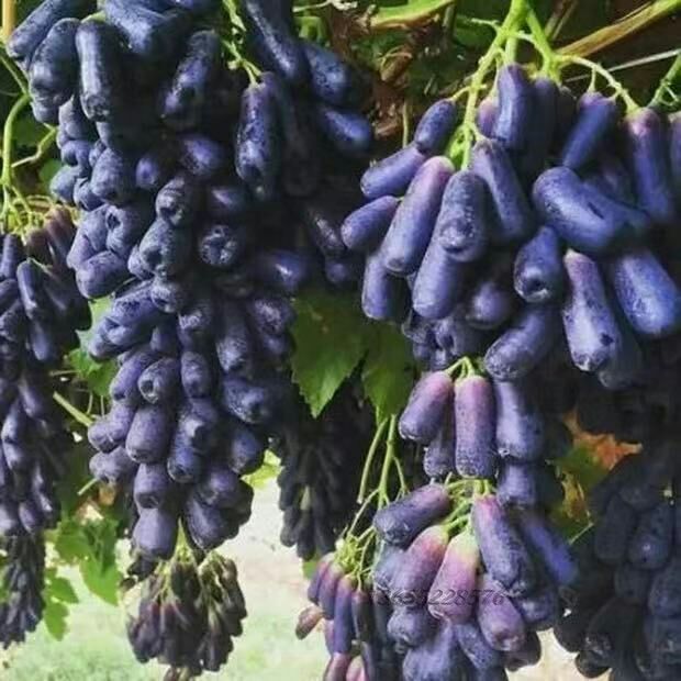 蓝宝石葡萄苗
