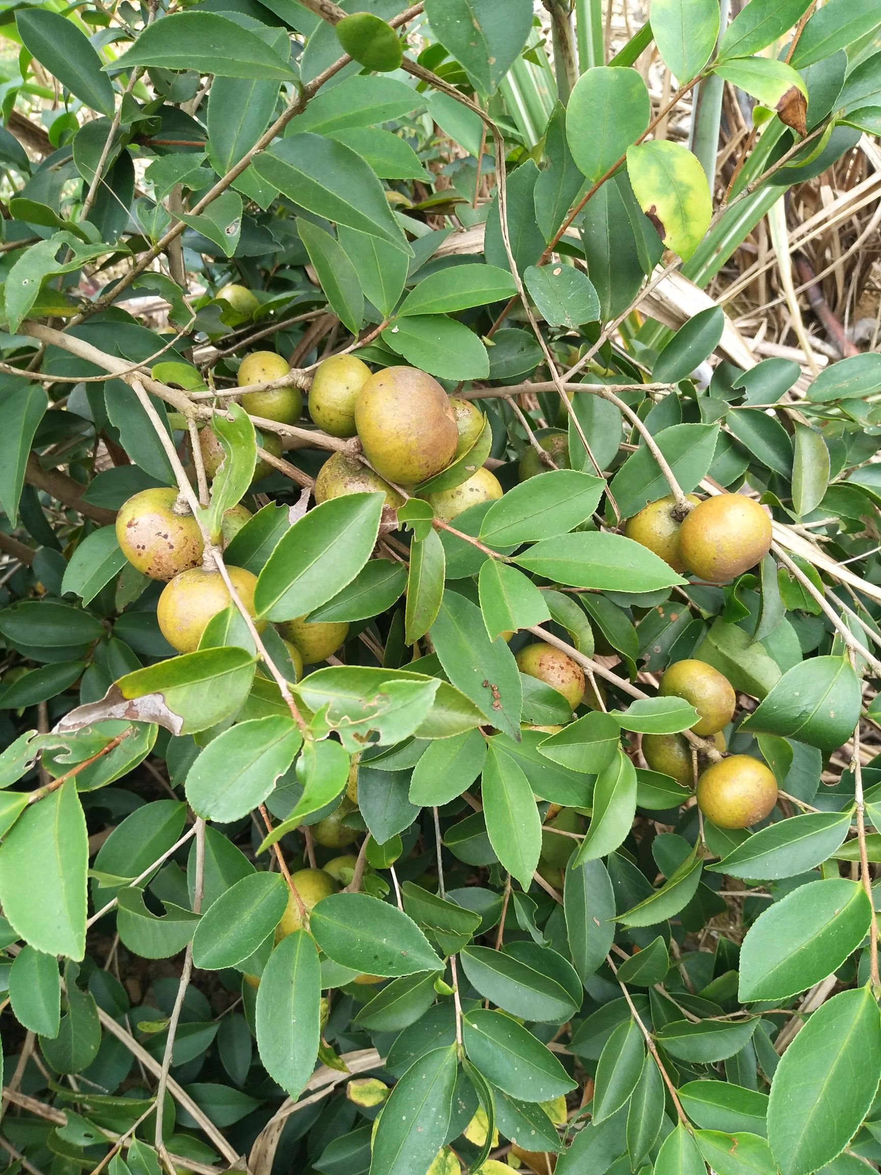 压榨山茶油