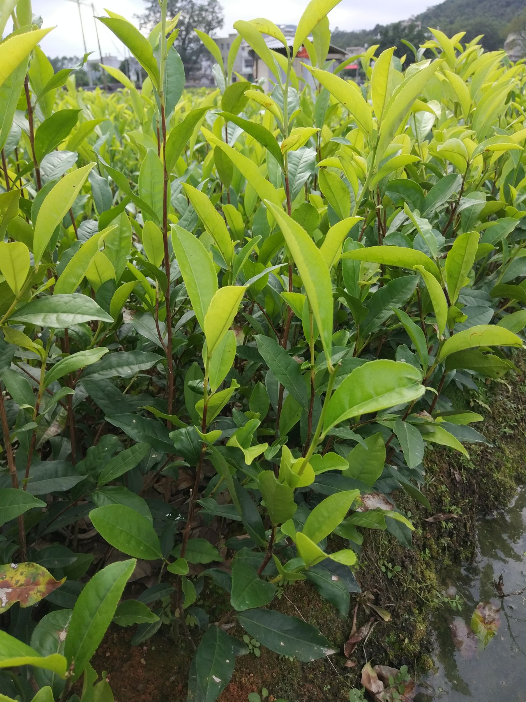 茶树苗低价出售潮州市凤凰单枞茶树苗乌叶苗