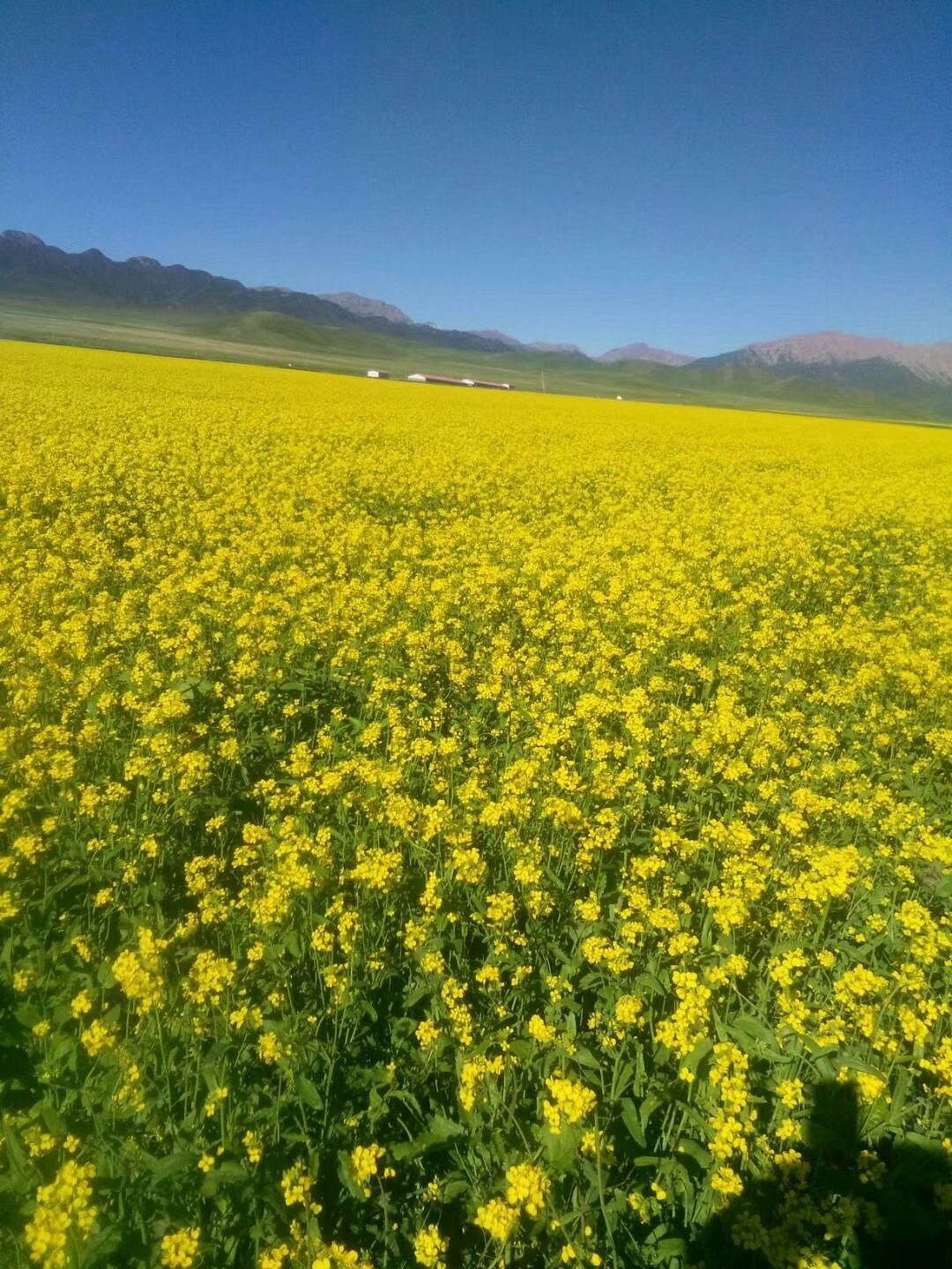 油菜籽 
