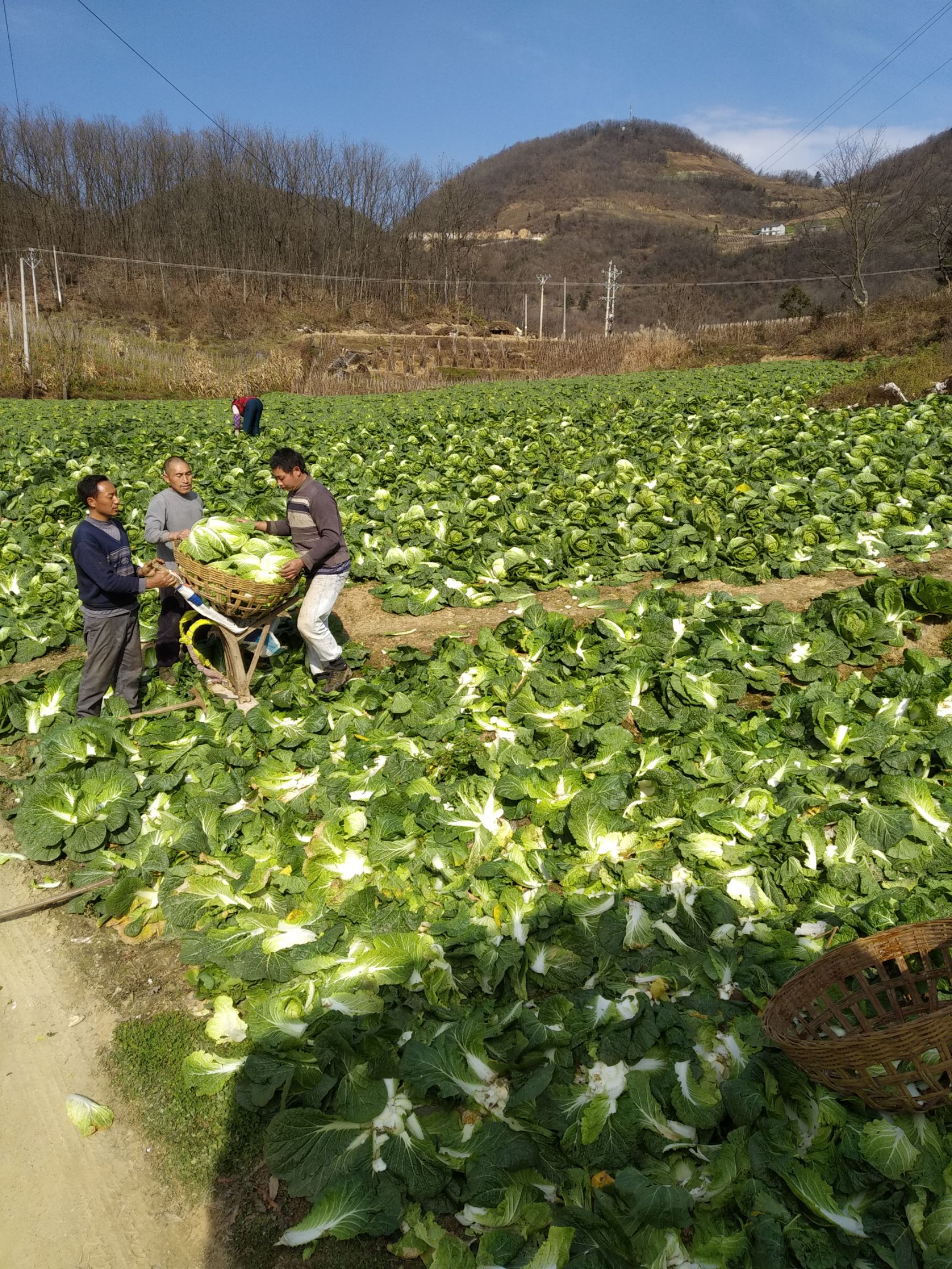 高山大白菜 绿色无公害,品质优良,产地直供,货源充足