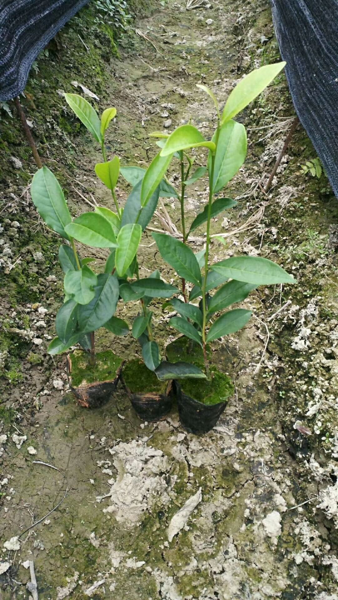 茶树苗 低价出售潮州市凤凰单枞茶苗(白叶单枞)(大乌叶)(鸭屎香)