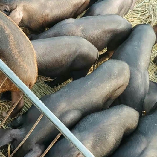 土黑猪苗批发采购_土黑猪苗供应_土黑猪苗价