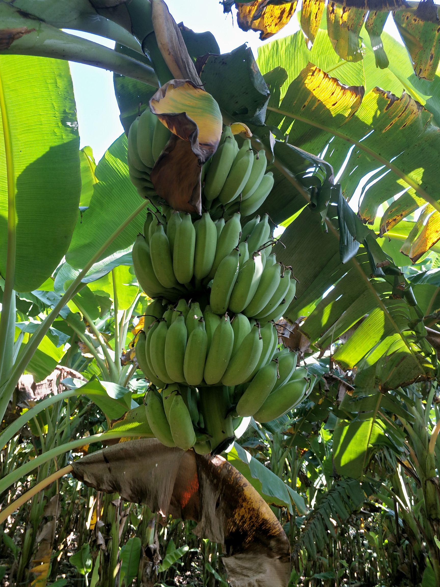 云南高原芭蕉 八成熟