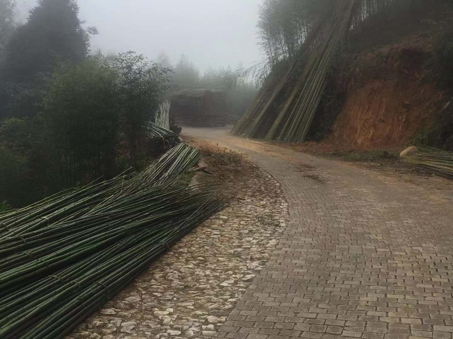 金竹
