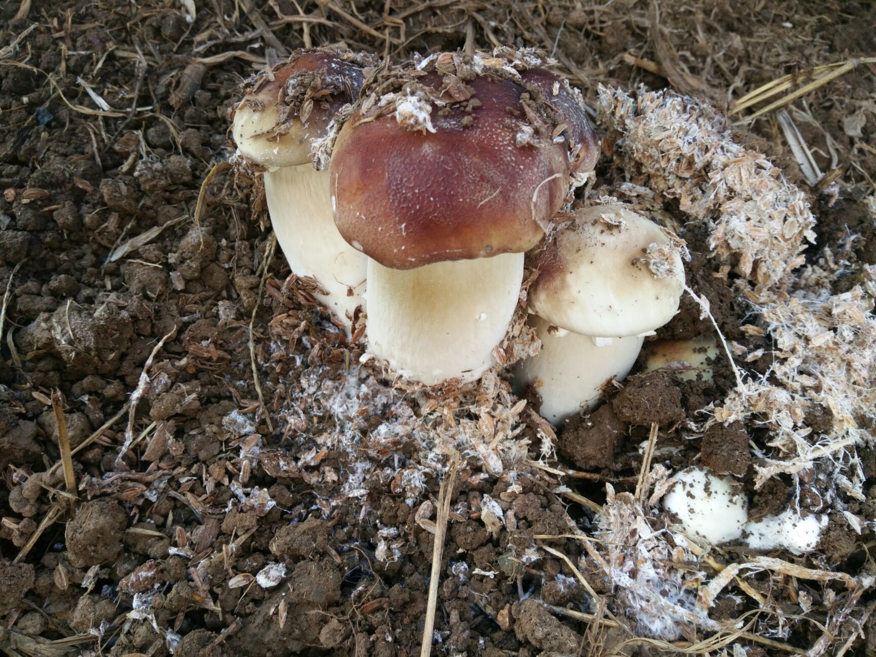 大球盖菇 鲜货 人工种植 未开伞