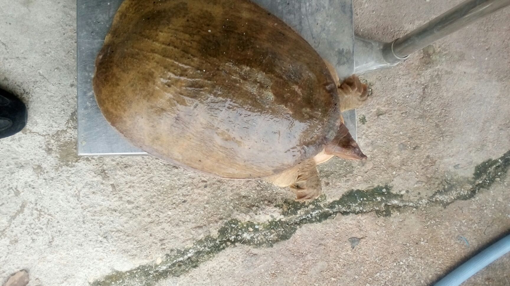 山瑞鳖苗