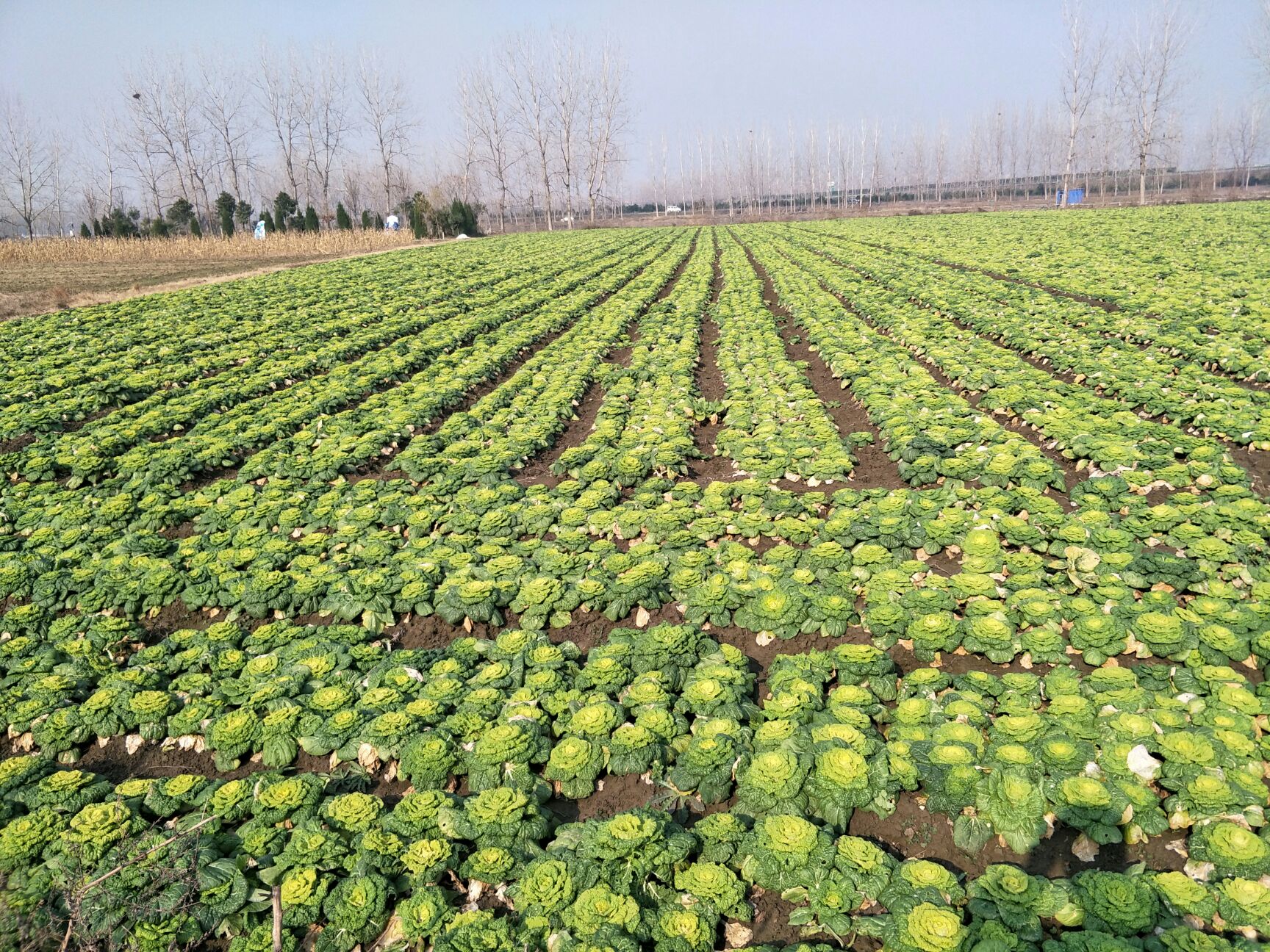 黄心菜大量上市,矮颗质量好.全国发货净菜上车,可长期合作