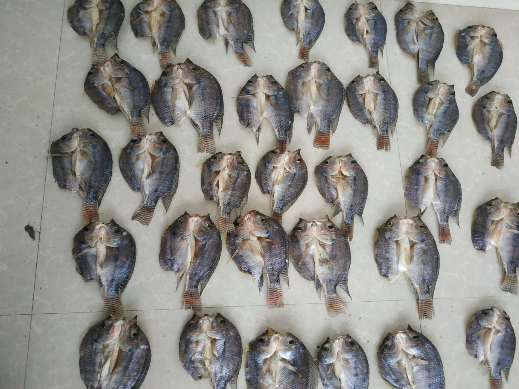 小鱼干生淡水罗非鱼干