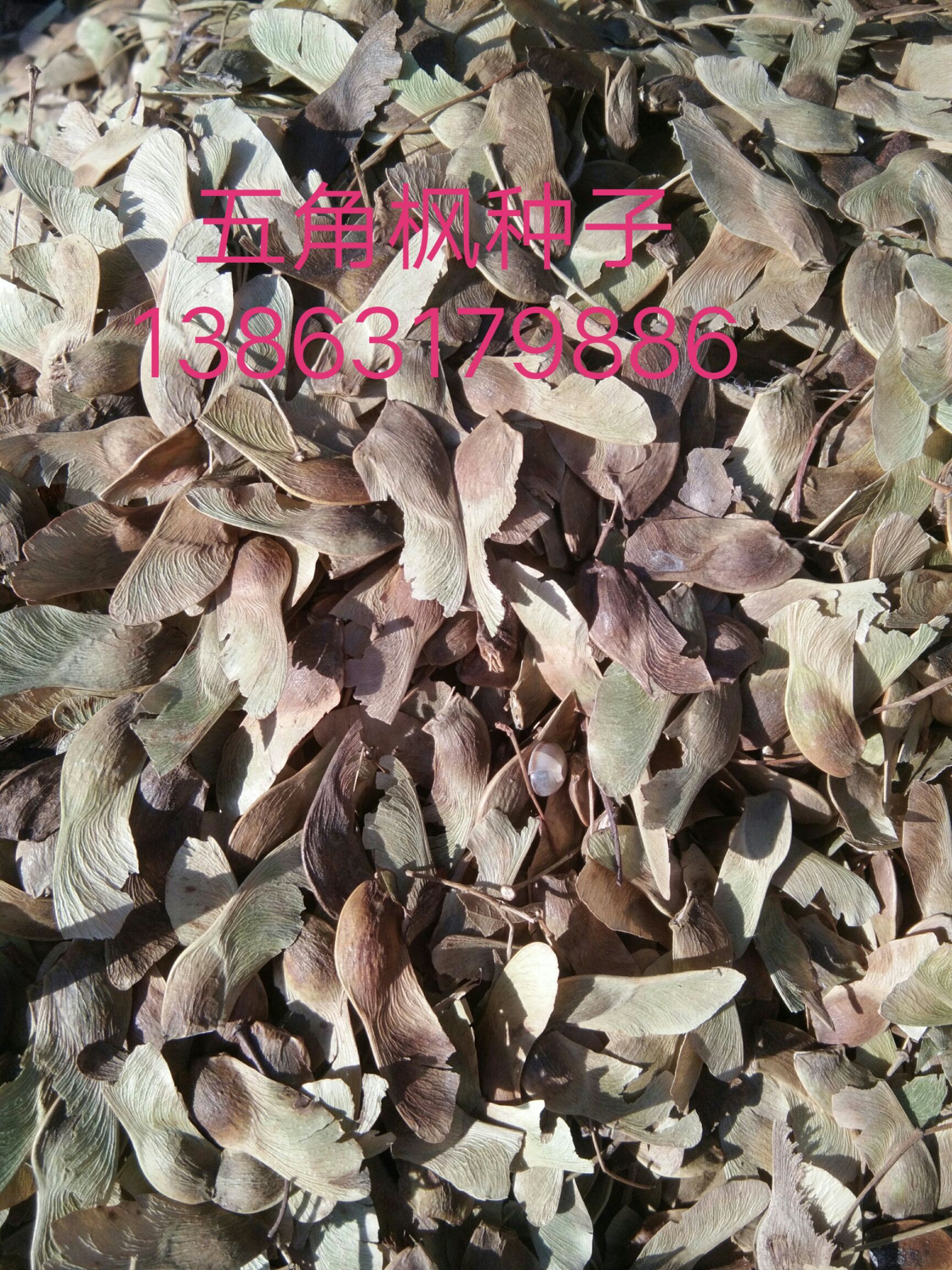 枫树种子 五角枫树种子