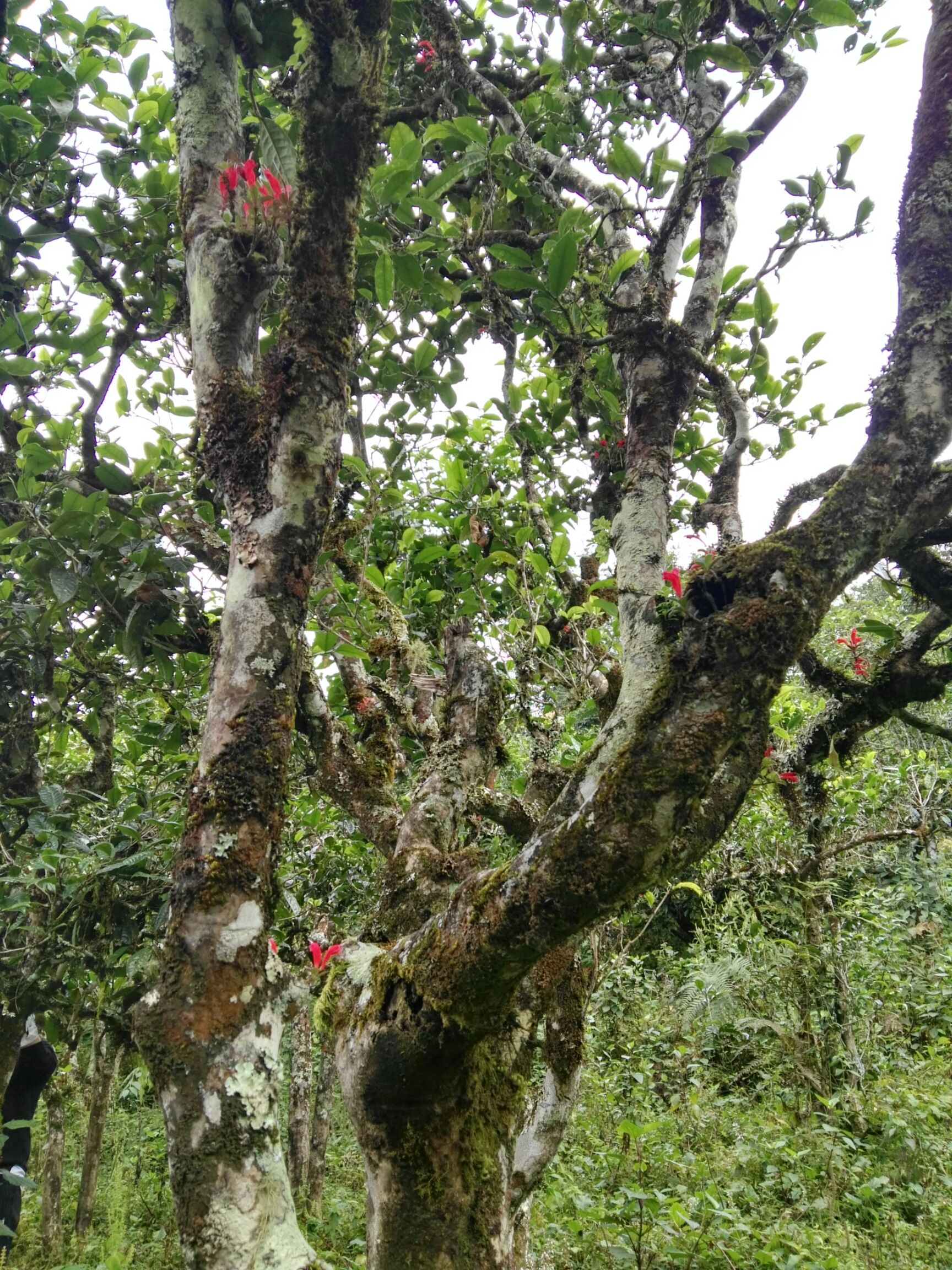 海塘普洱茶 民强茶山箐古树茶饼