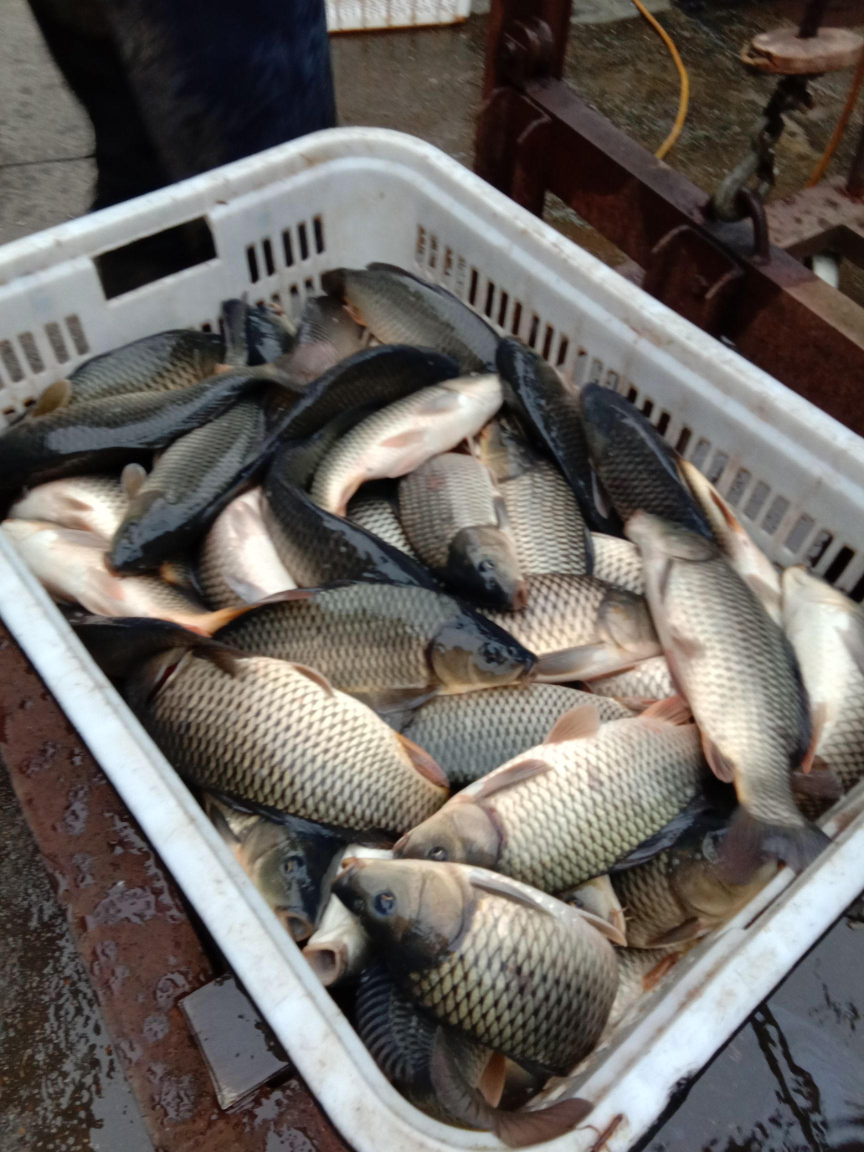 池塘鲤鱼 人工养殖 1-2.5公斤