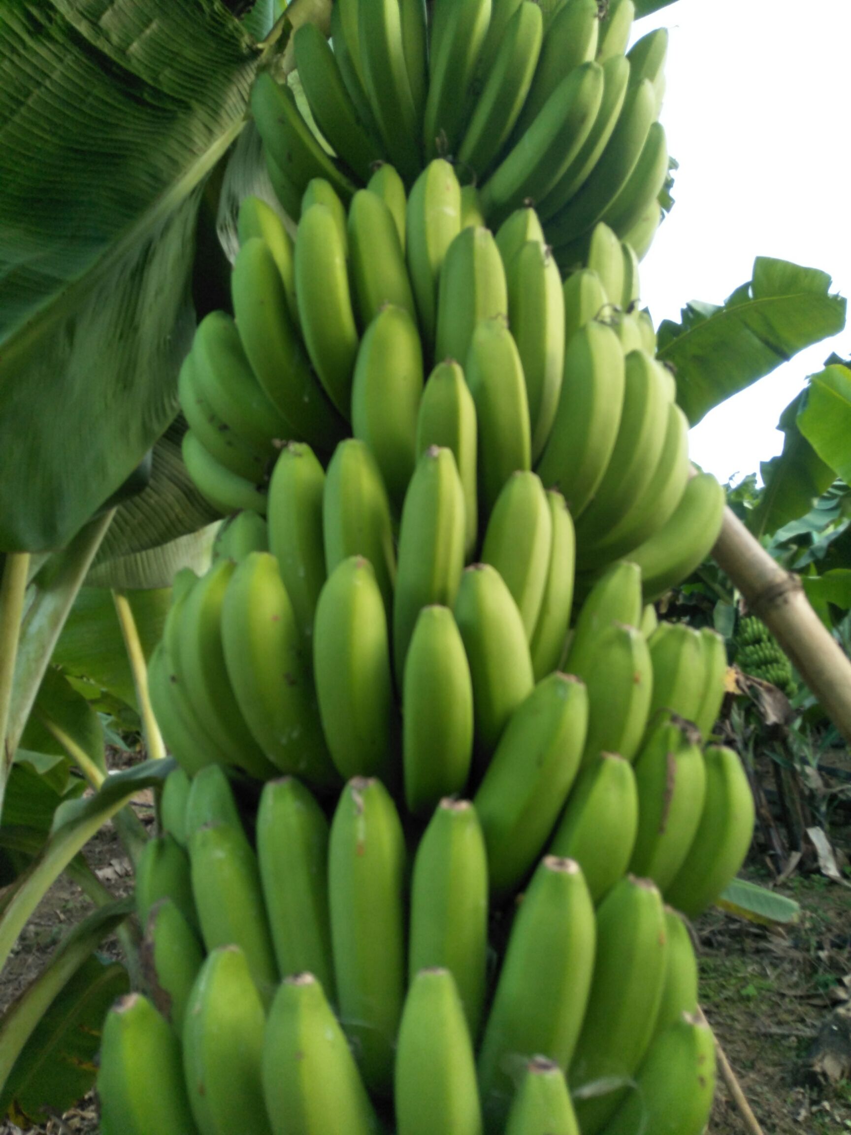 品种名:威廉斯香蕉          黔西南原生态绿色食品