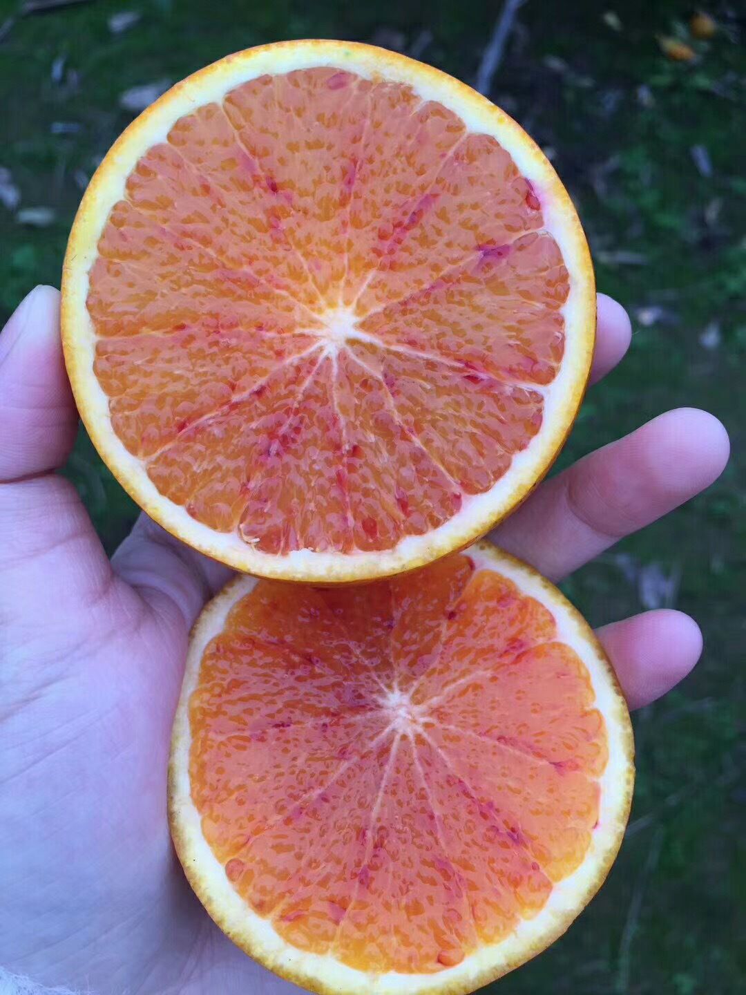 塔罗科血橙
