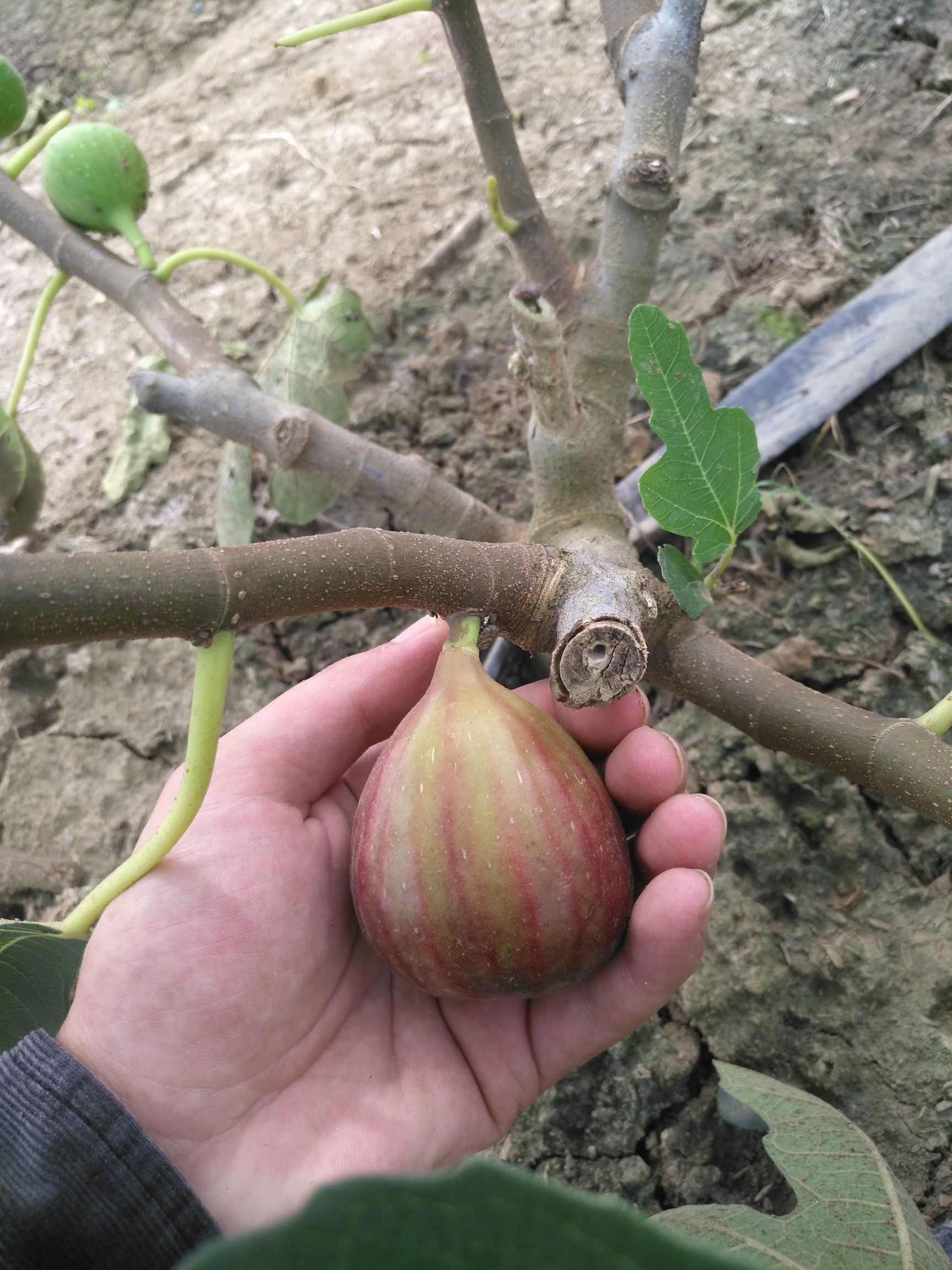 玛斯义陶芬苗管理方便当年产果
