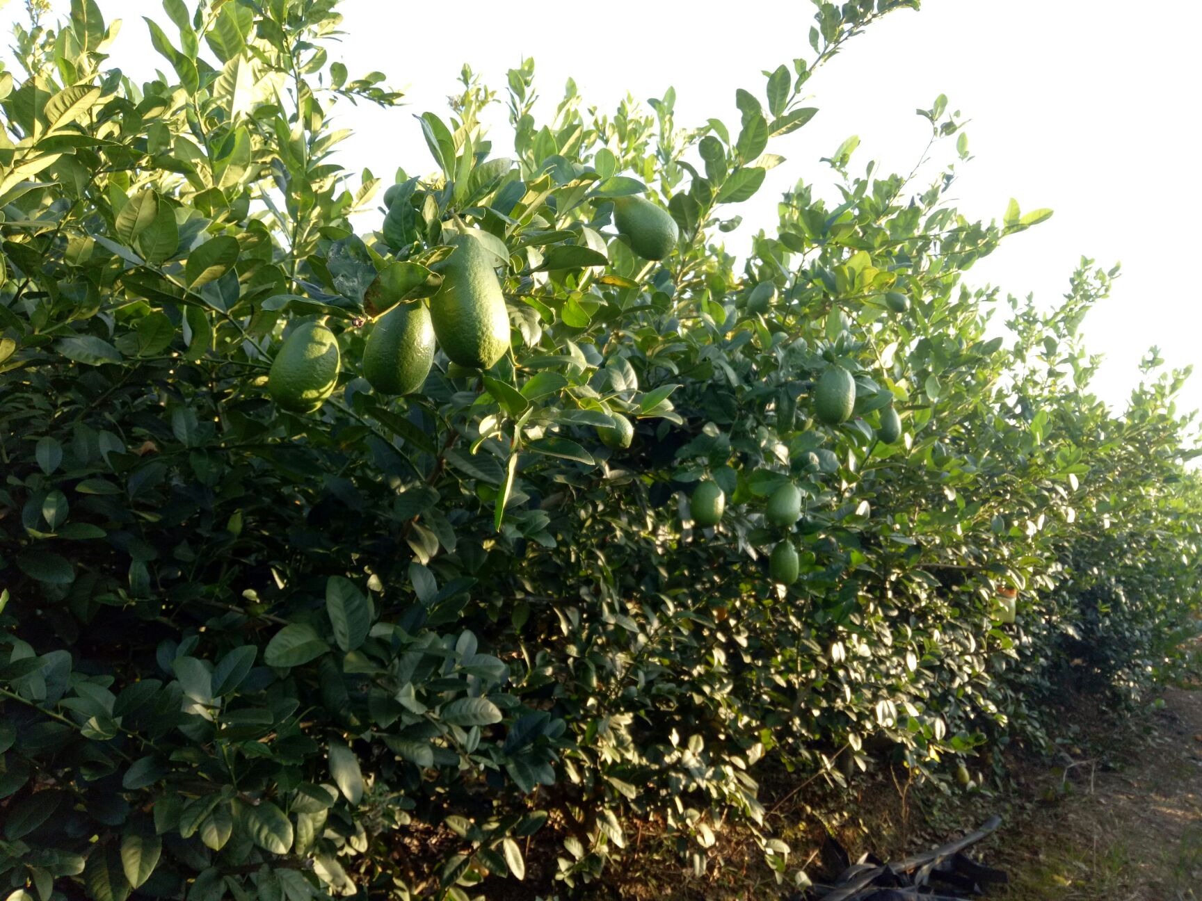 商品属性 品种名:台湾香水柠檬 商品详情 产区,种植基地介绍: 介绍