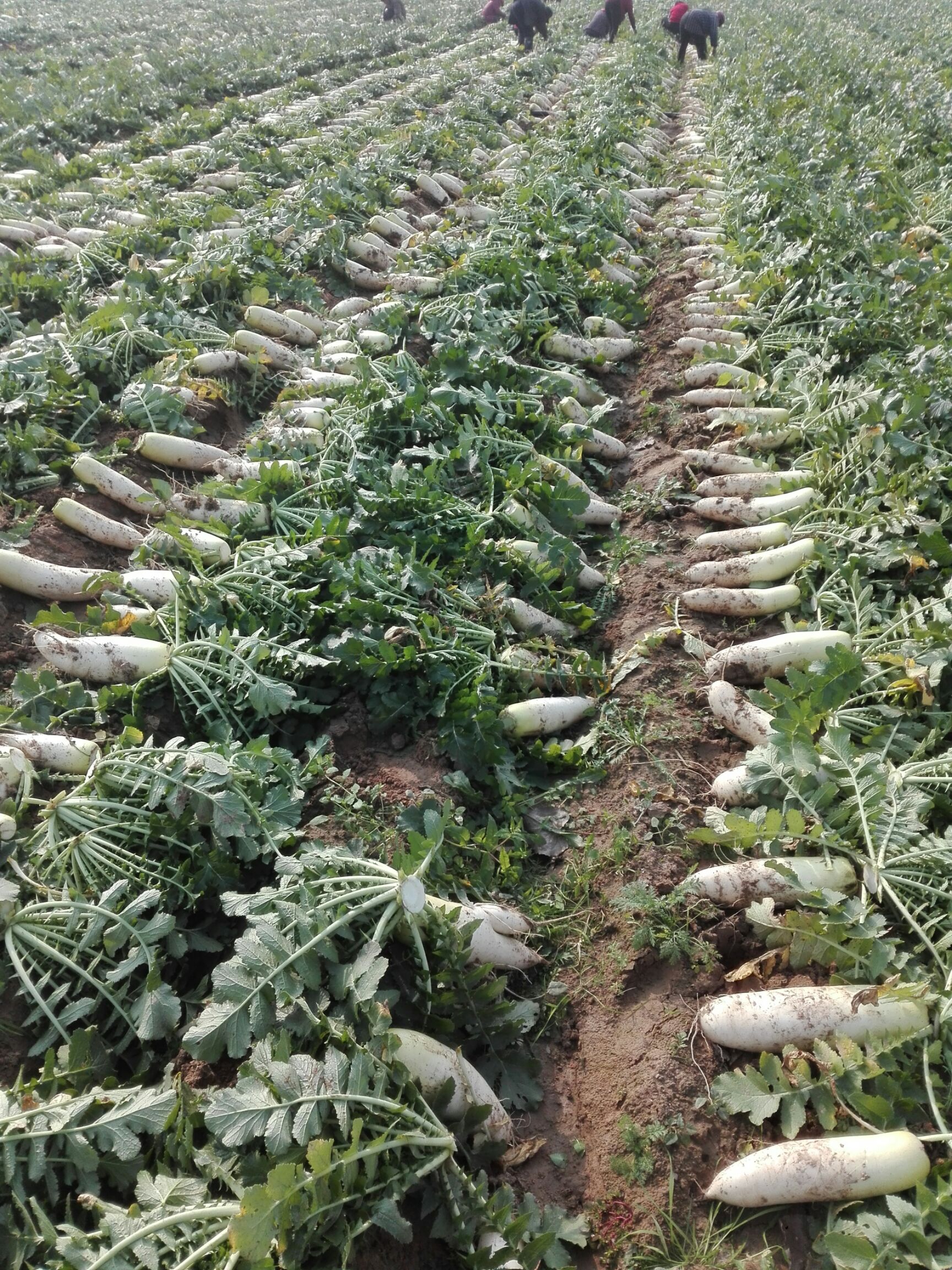 商品属性 品种名:春雷白萝卜 商品详情  产区,种植基地介绍: 介绍