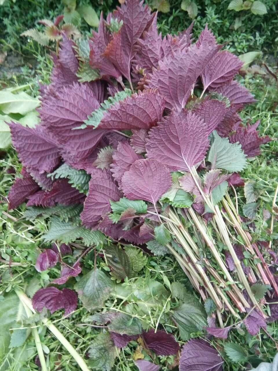 紫苏叶 
