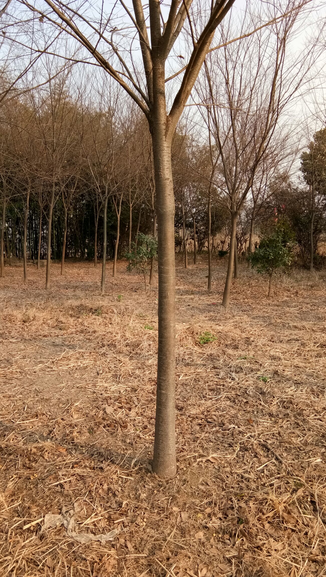 红榉树 小叶 米径1-10公分 风景树