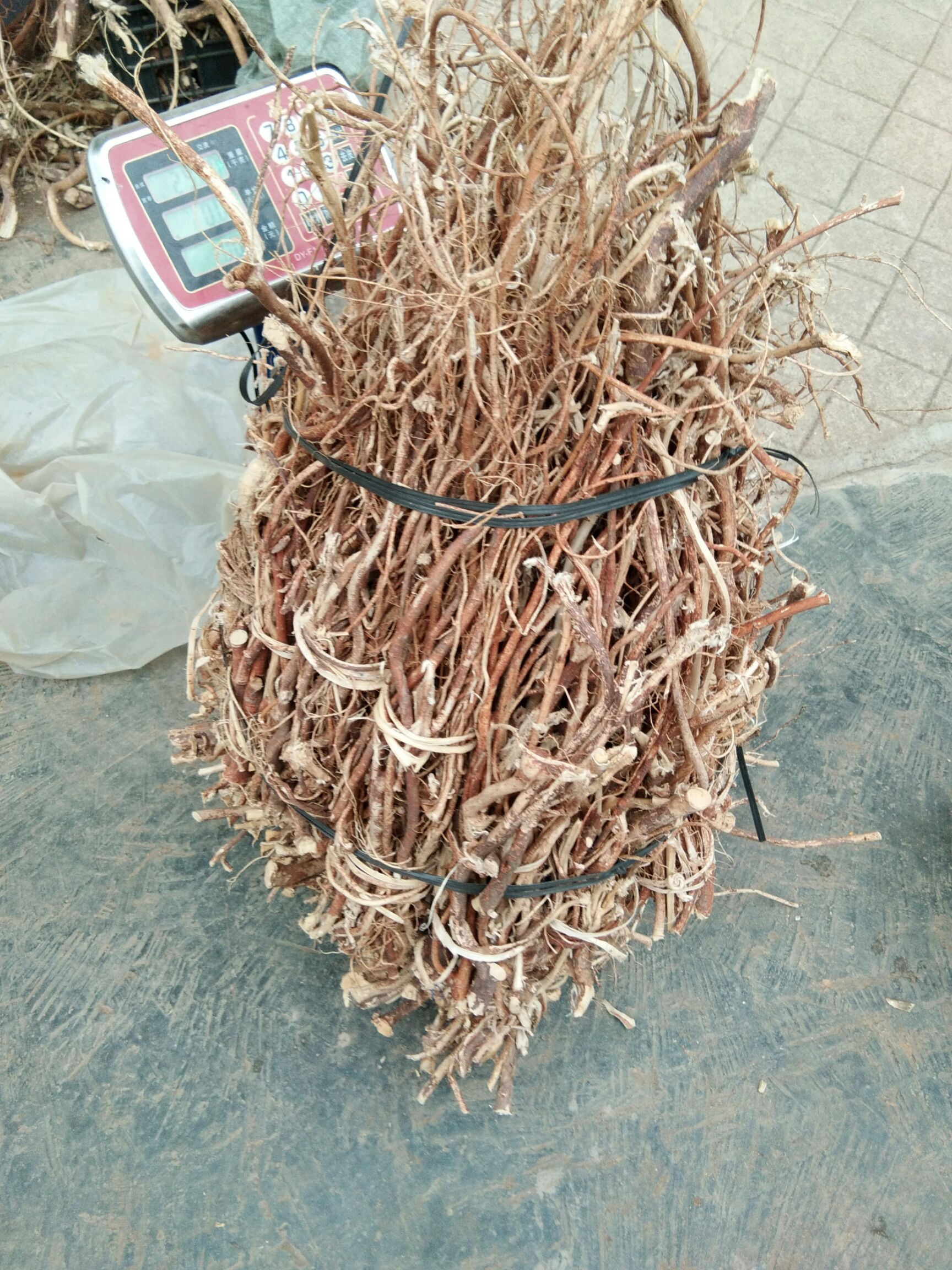 牛奶树根 *生五指牛奶根无硫